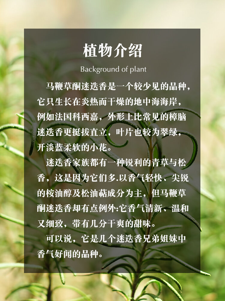 马鞭草酮迷迭香精油的日常使用方法 马鞭草酮迷迭香是一个较少见的