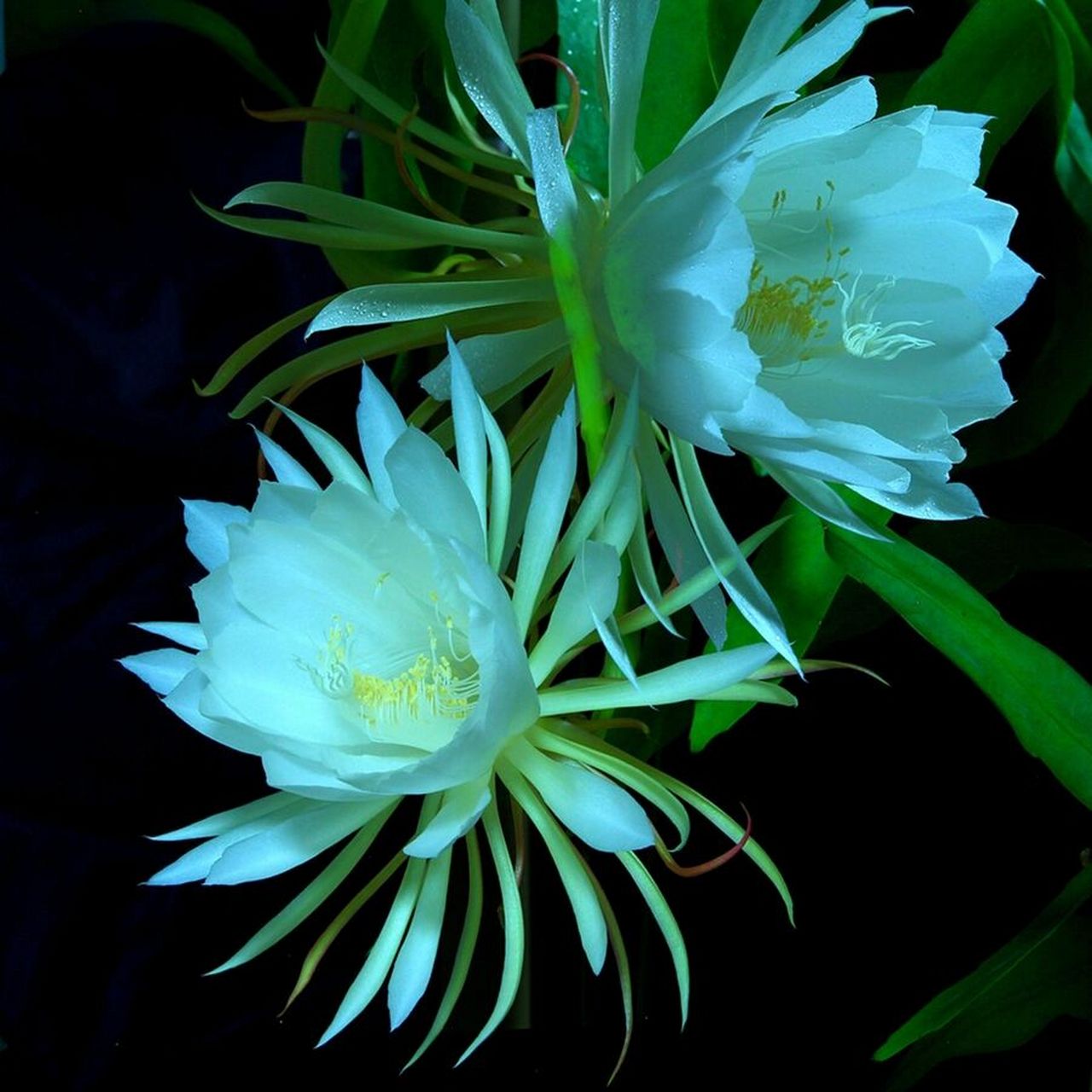 每天认识一种花96|昙花 96花之简介昙花是灌木状主茎圆筒形,木质.