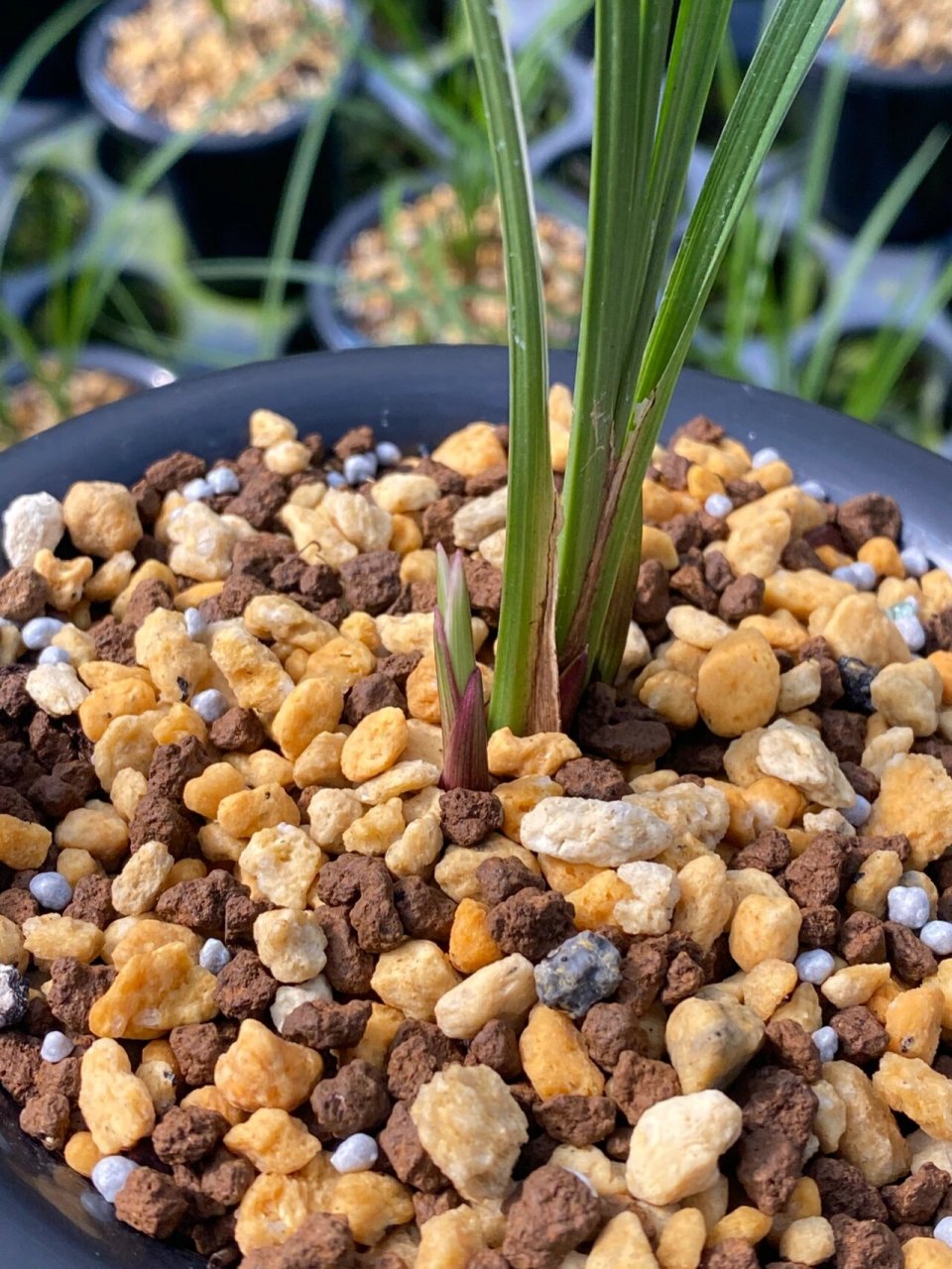 莲瓣兰翠晶红轮