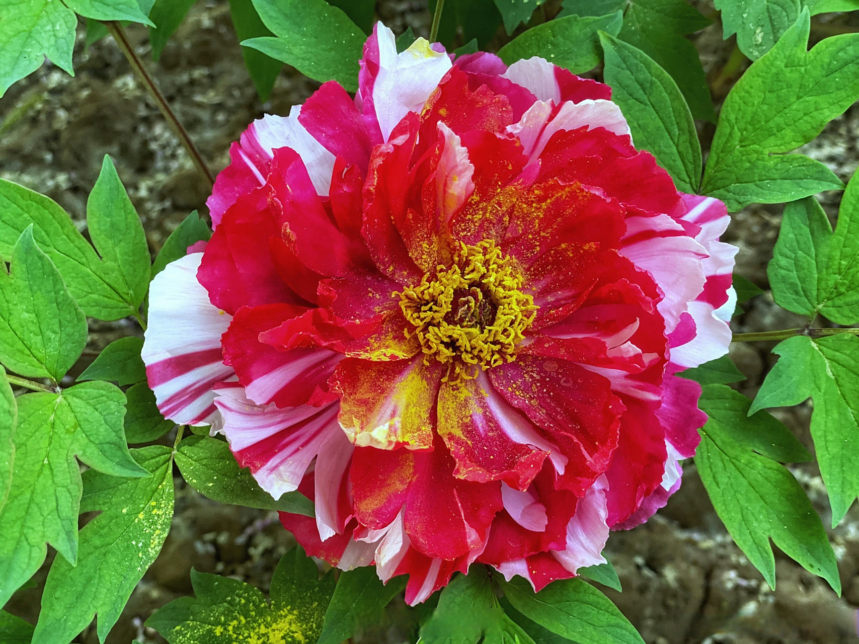 四月为爱奔赴洛阳##中国洛阳牡丹文化节# 岛锦牡丹,也称二乔[心]