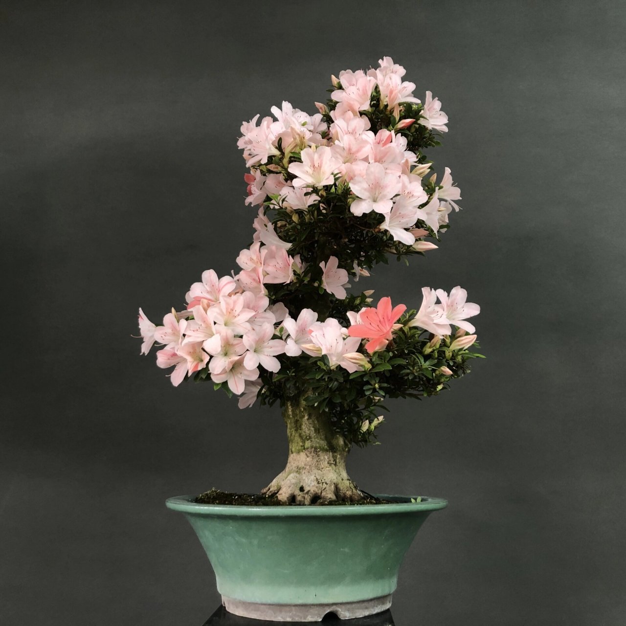 皋月杜鹃～日光 #植物# #花草# #皋月杜鹃# #盆景# #盆栽