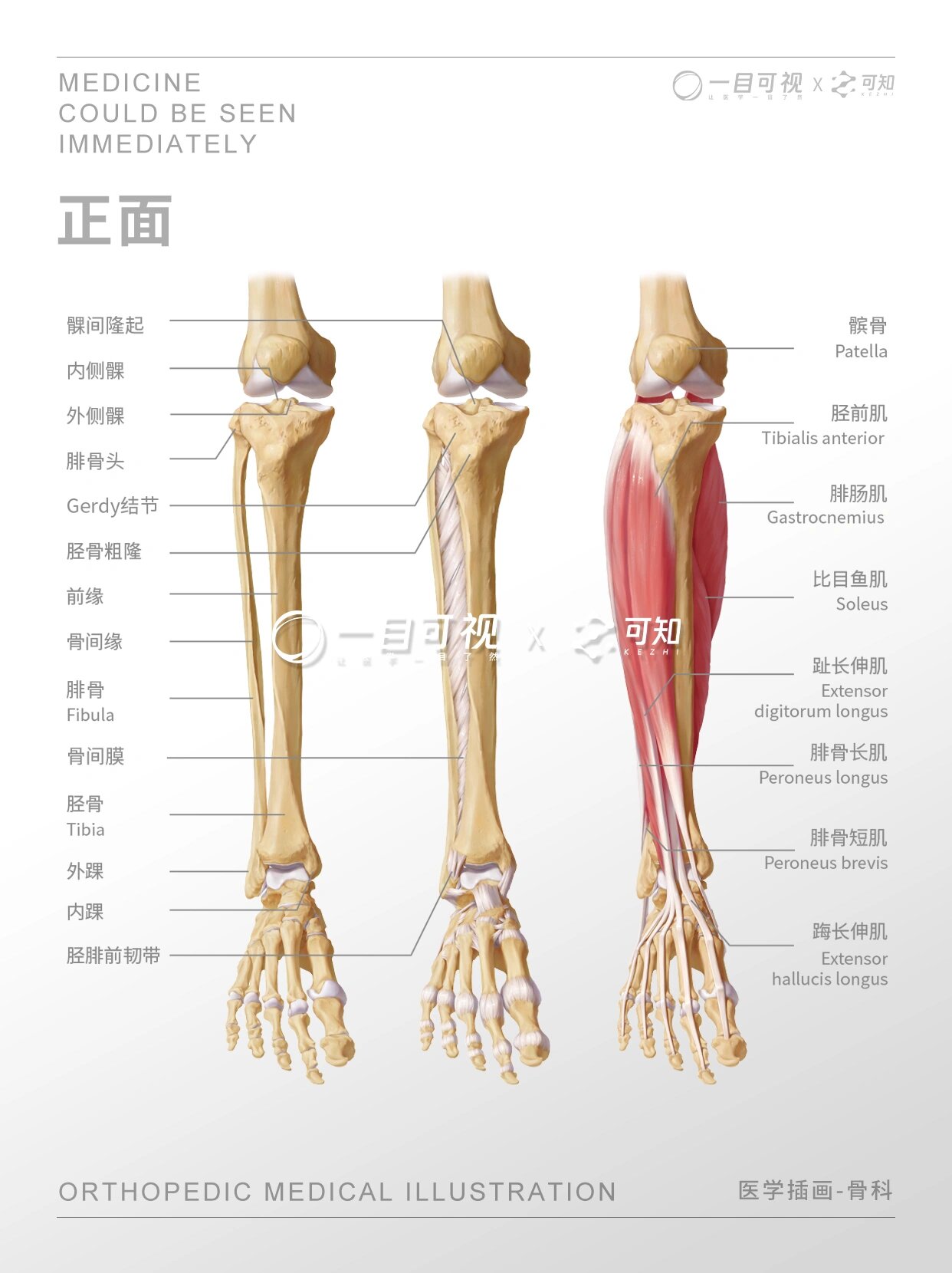 小腿肌腱解剖图片