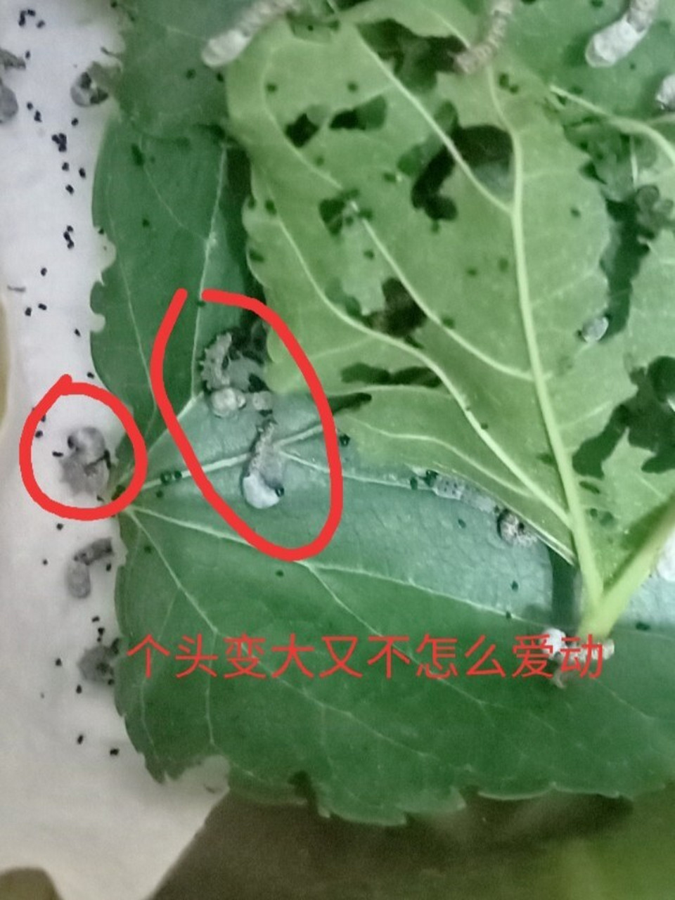 蚕宝宝这样是死了吗?