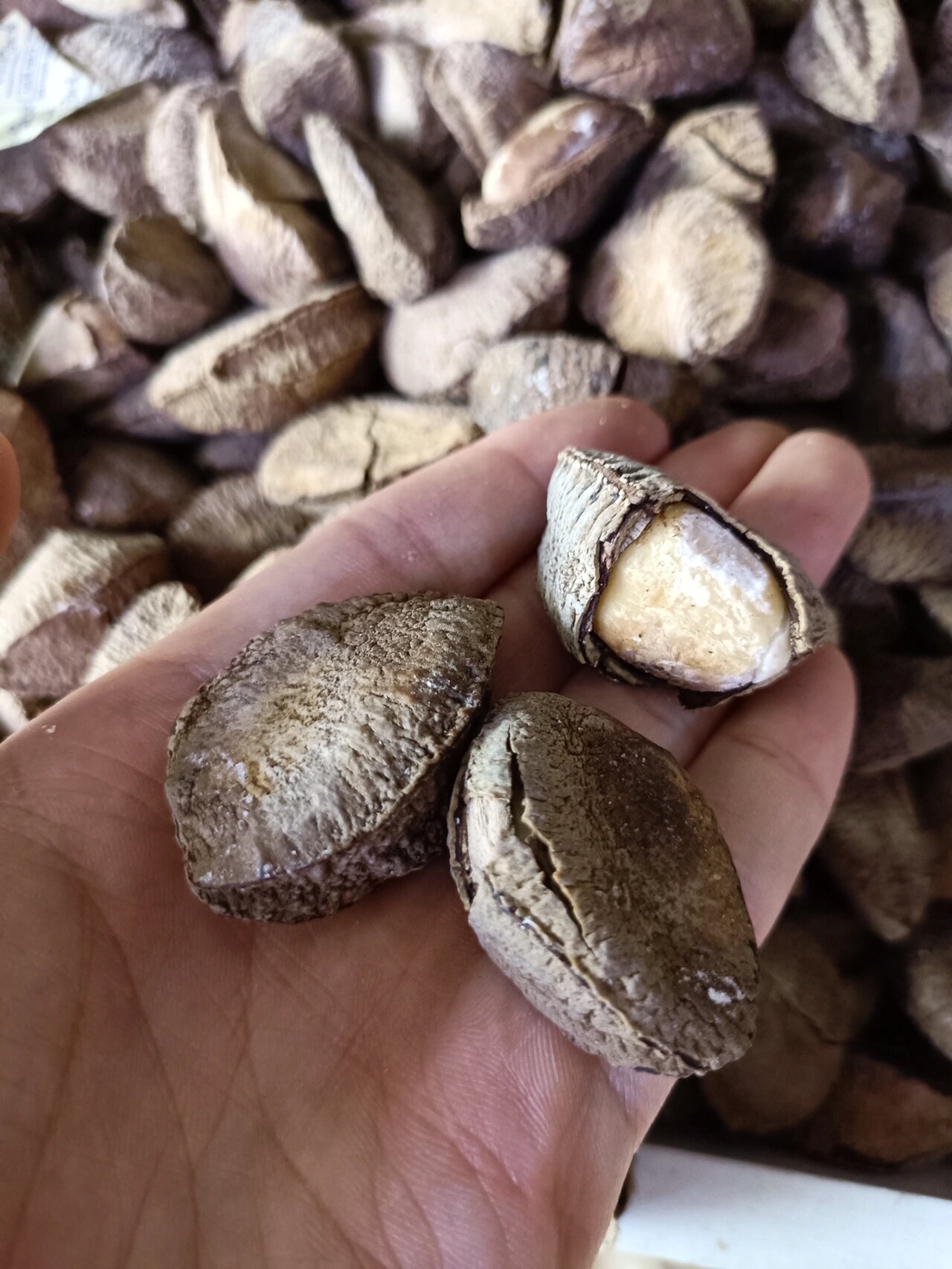 新疆特产鲍鱼果,样子不咋滴,好吃 第一次吃,喜欢93 新疆寄过来只要5