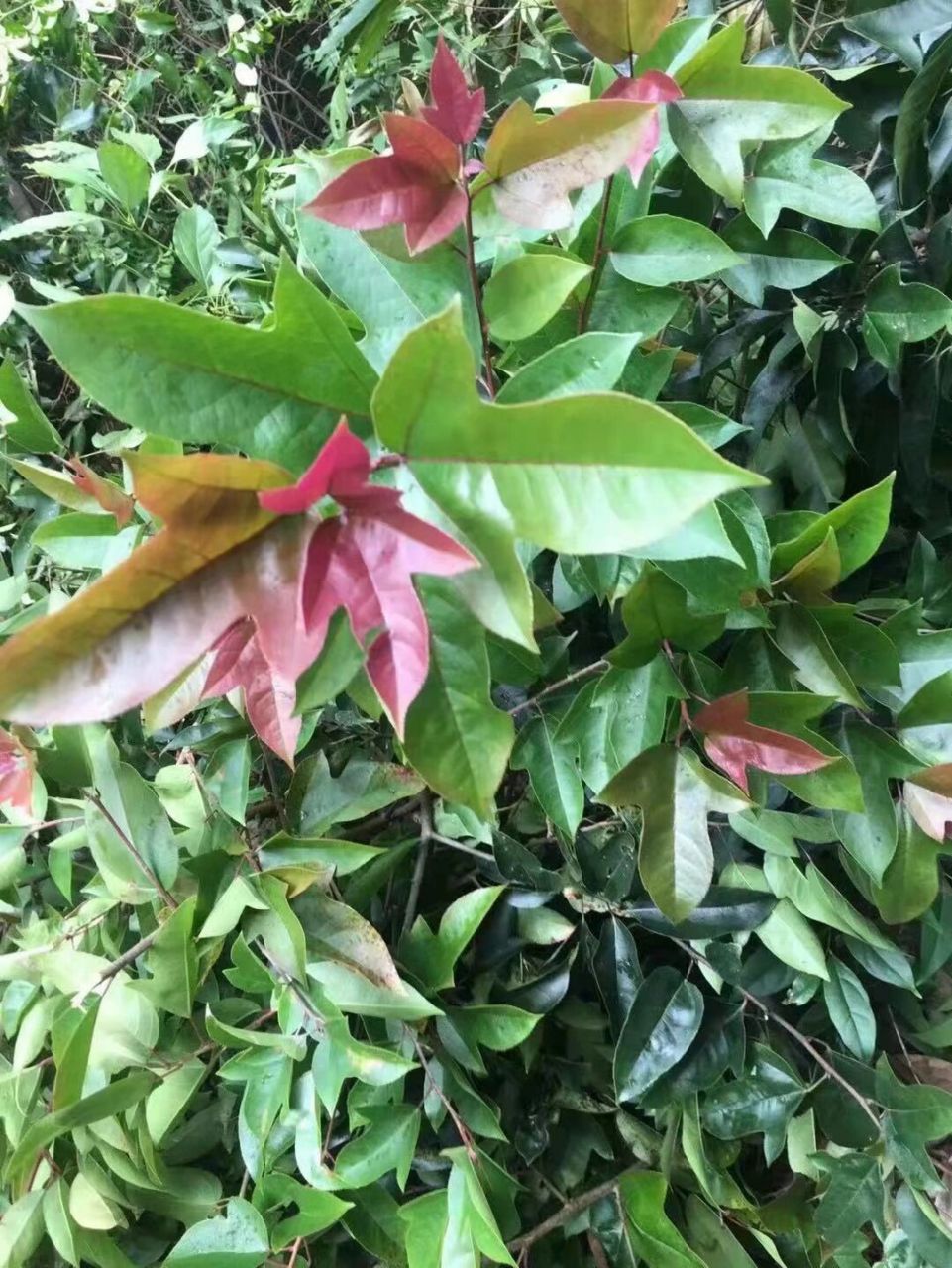 半枫荷 半枫荷主治功效: 治风湿性关节炎,类风湿性关节炎,腰肌劳损