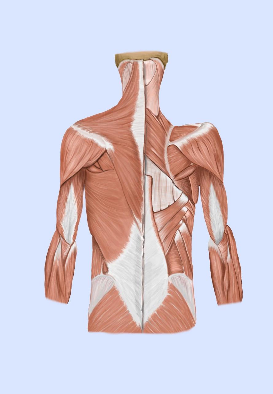 你知道吗?背部浅层肌群千万不要这么画!