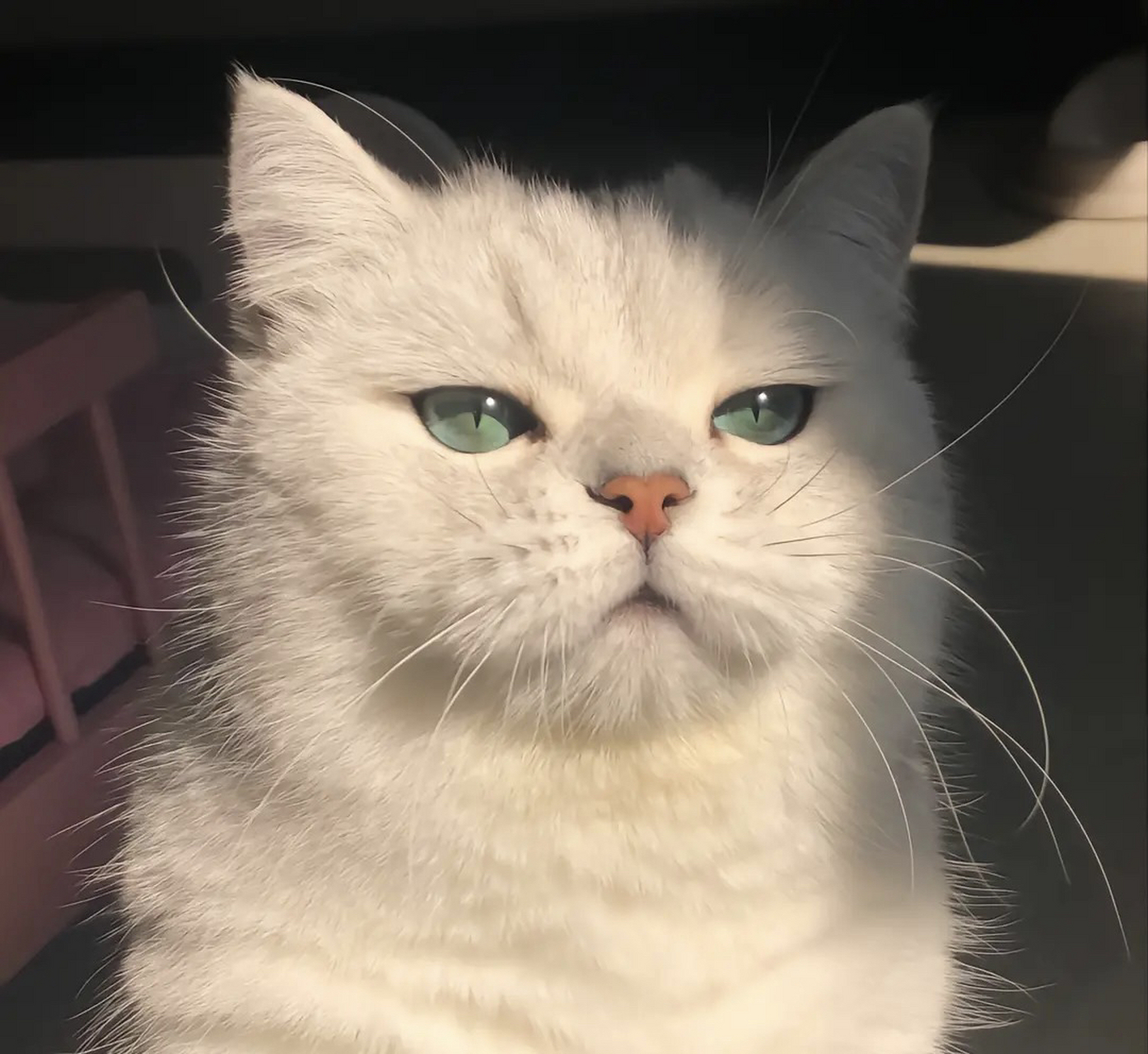 可爱的猫咪92图片自取当头像哦    听说用猫咪当头像会有好运哦