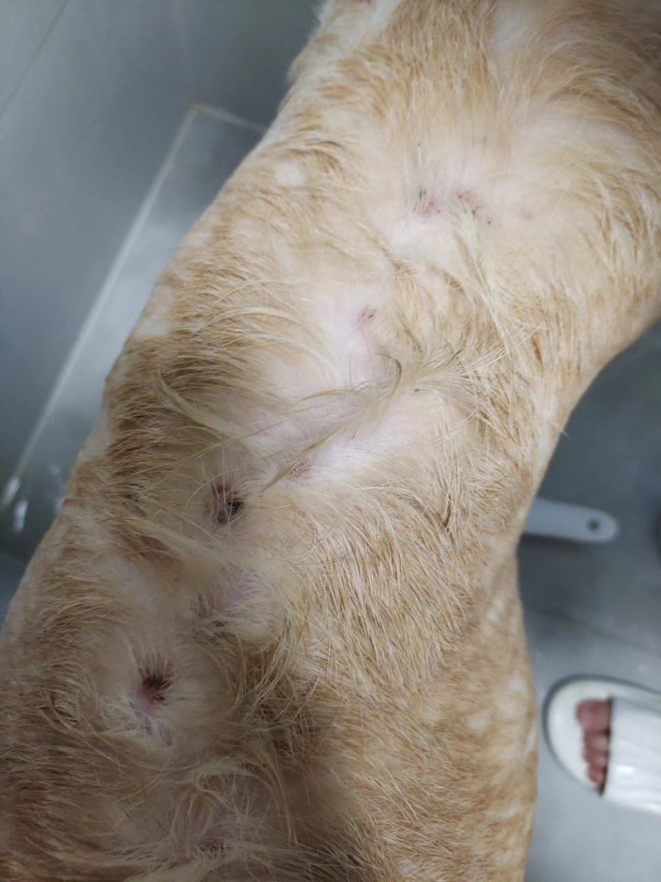 狗狗皮肤病 结痂状 说是真菌感染了 用了碘伏 红霉素软膏 看看有没有