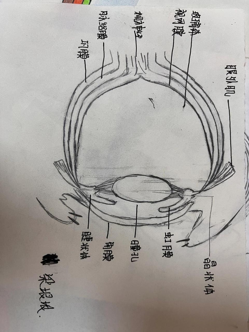 眼球的结构示意图简笔图片