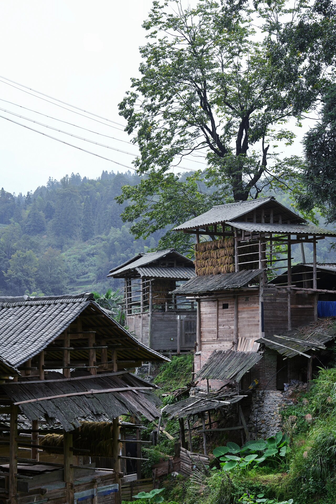 贵州皇岗村图片