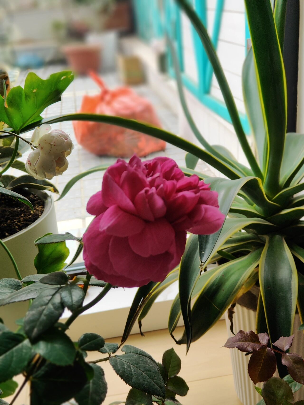 一日散的真彩230月季 真彩230的花朵确实还很独特,不知道是不是秋花的