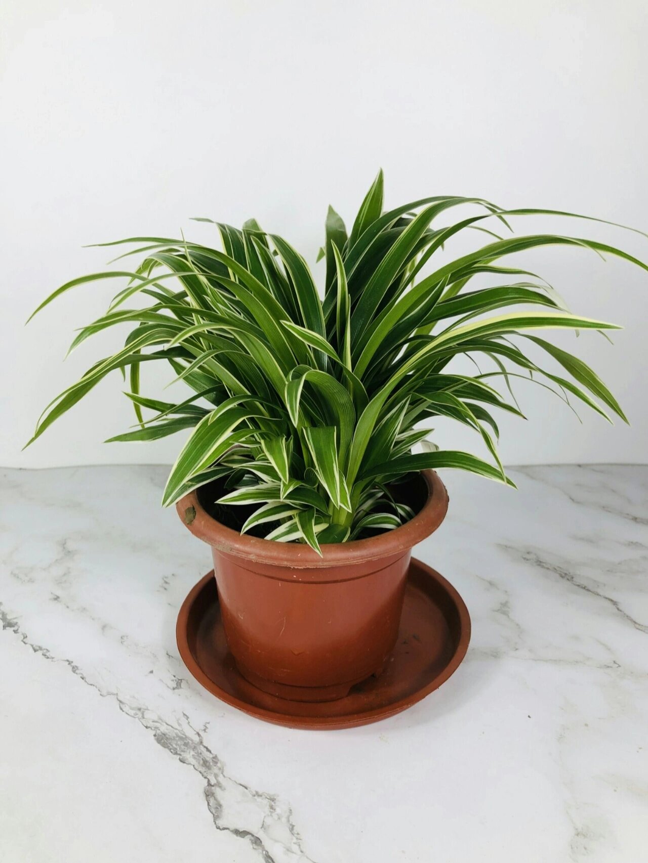 银边草