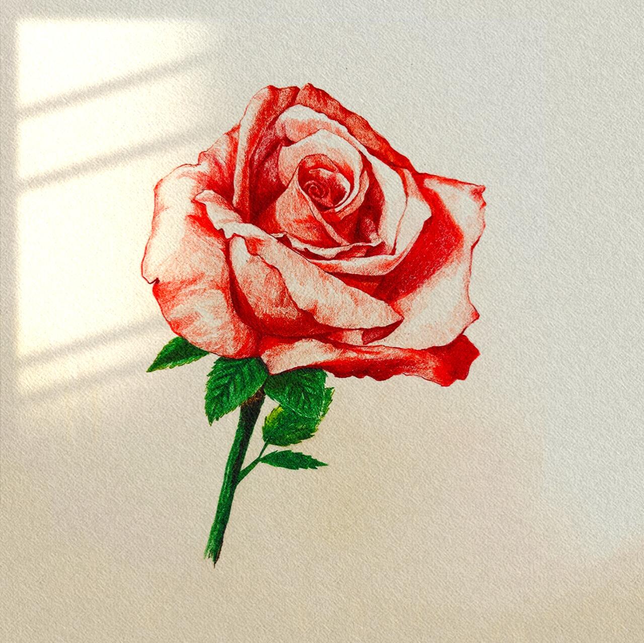 95玫瑰花|手绘步骤分享|一起画画