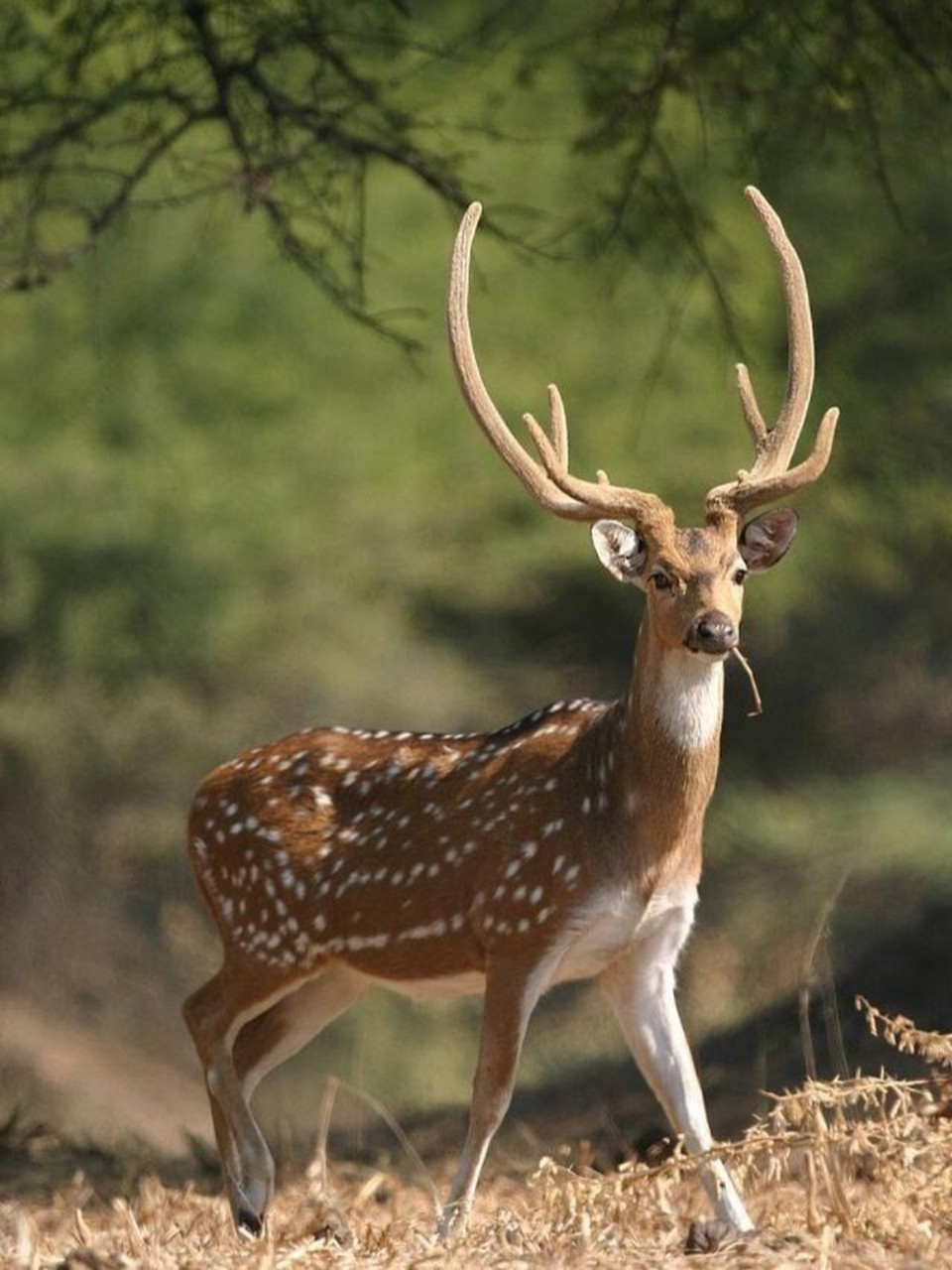 不过, 身披冬毛时, 梅花鹿是没有斑点的.