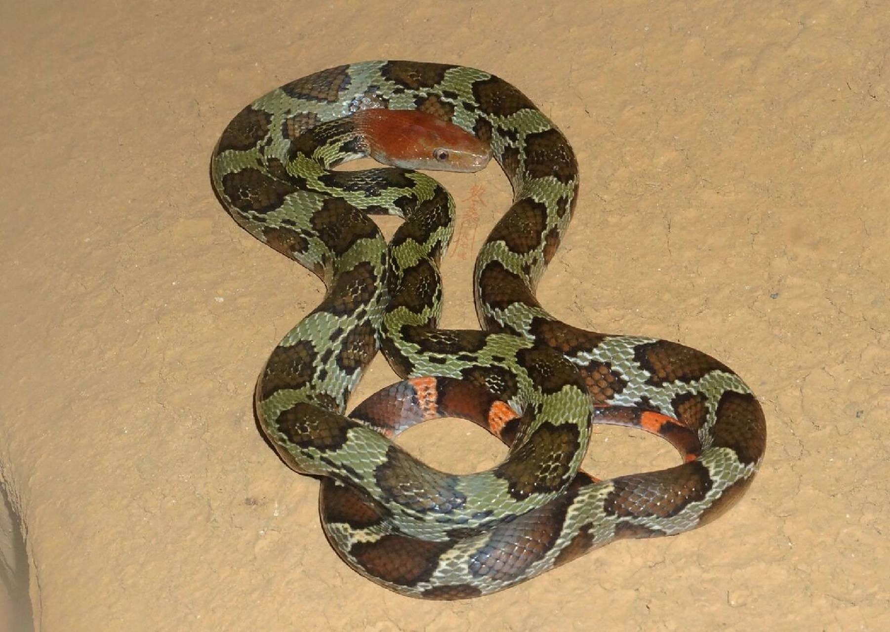 百花锦蛇(elaphe moellendorffi)