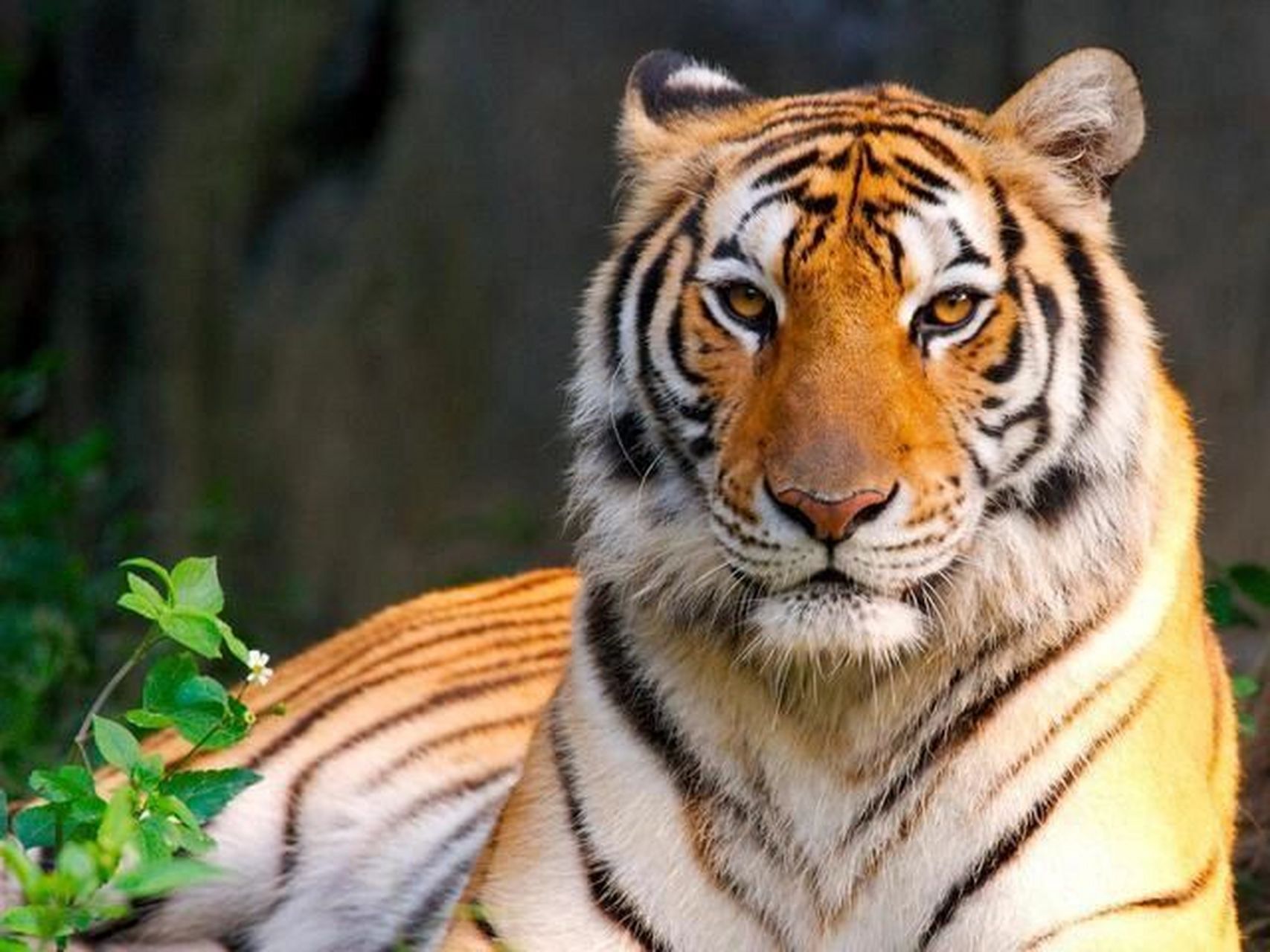 中国十大濒危动物——华南虎 华南虎 拉丁学名:panthera tigris amoy