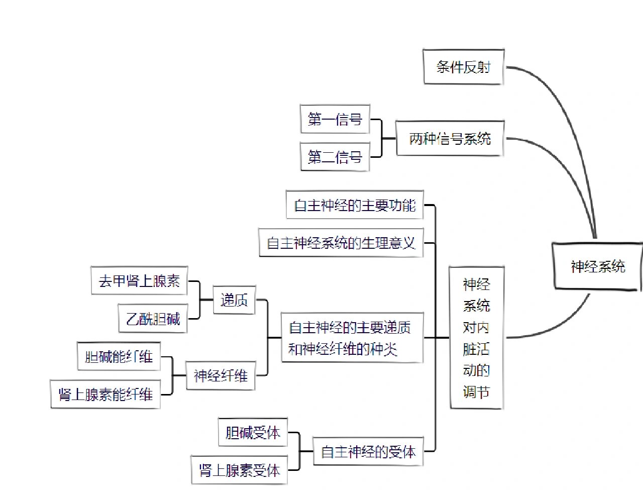 人体神经系统思维导图图片