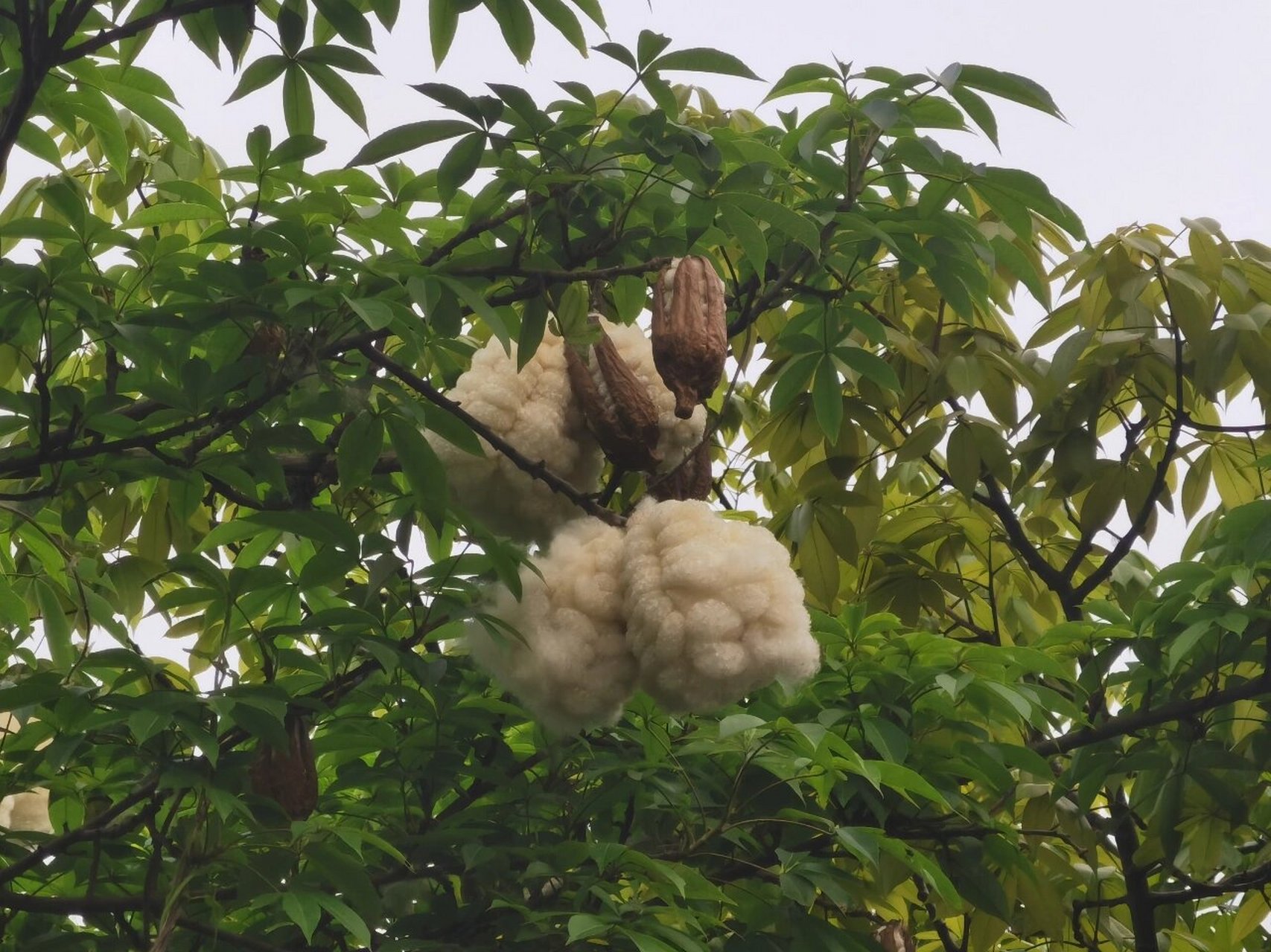 木棉是华南本土树种