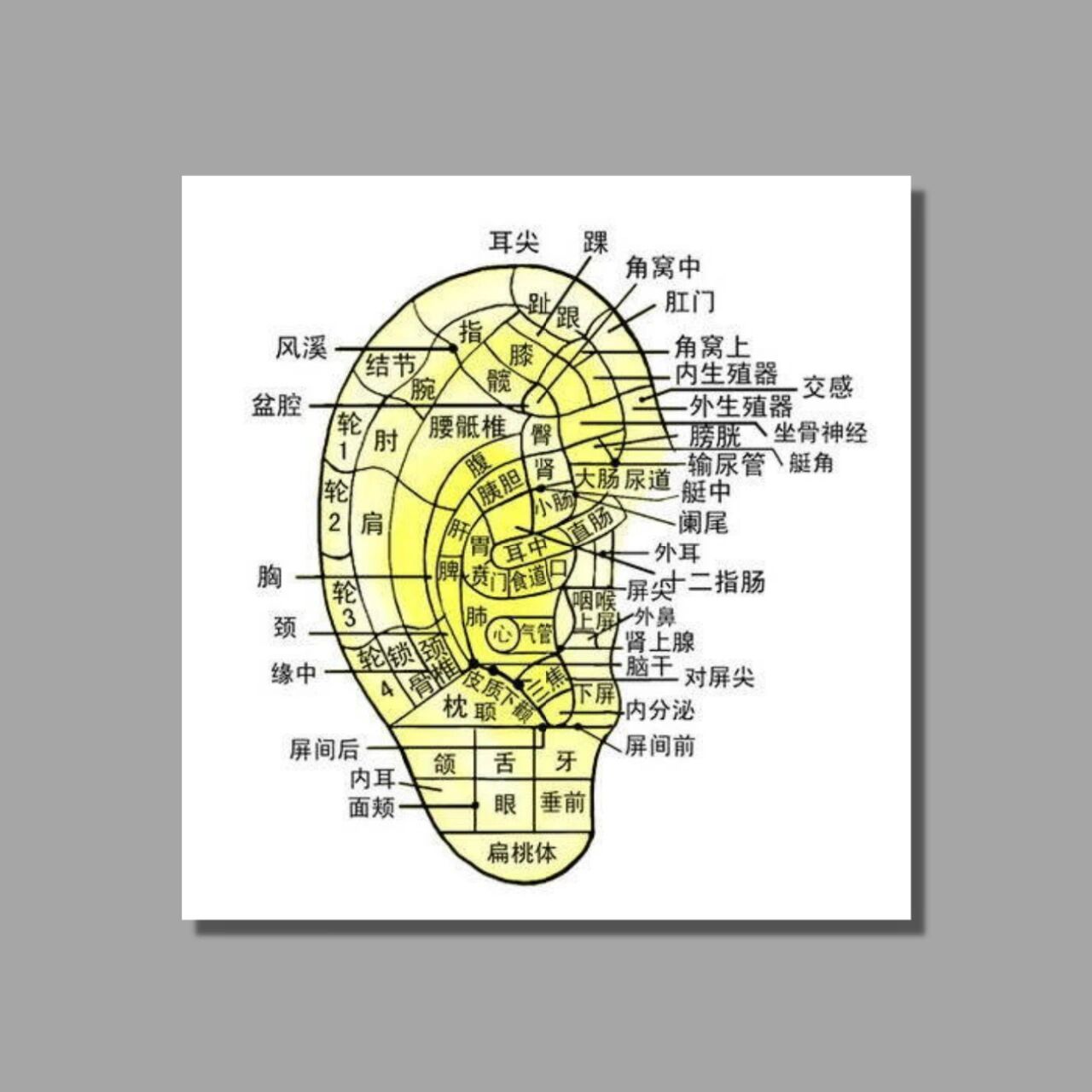 很多体相学家不建议穿耳穿洞的原因是因为, 打耳洞就是破相一种, 体相