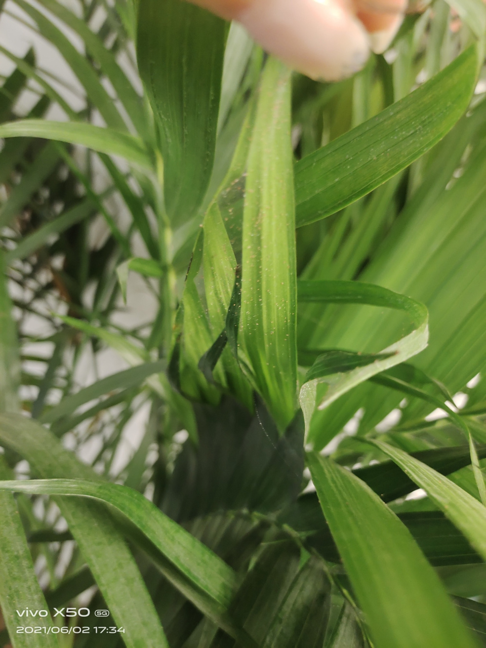 散尾葵有虫这么办