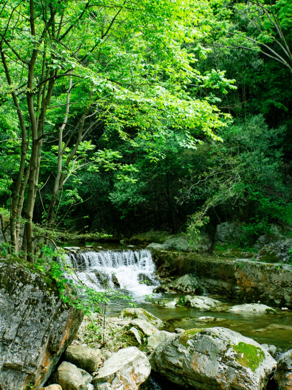 金丝大峡谷 风景区图片