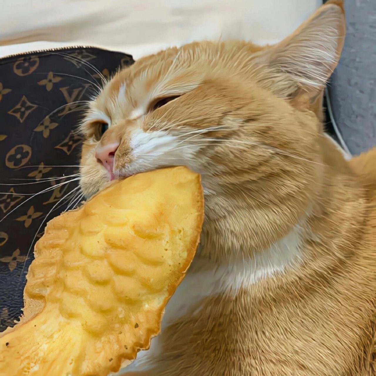 适合微信头像的猫咪图片 谁能不喜欢可爱的猫猫呢93 生活苦涩,你就
