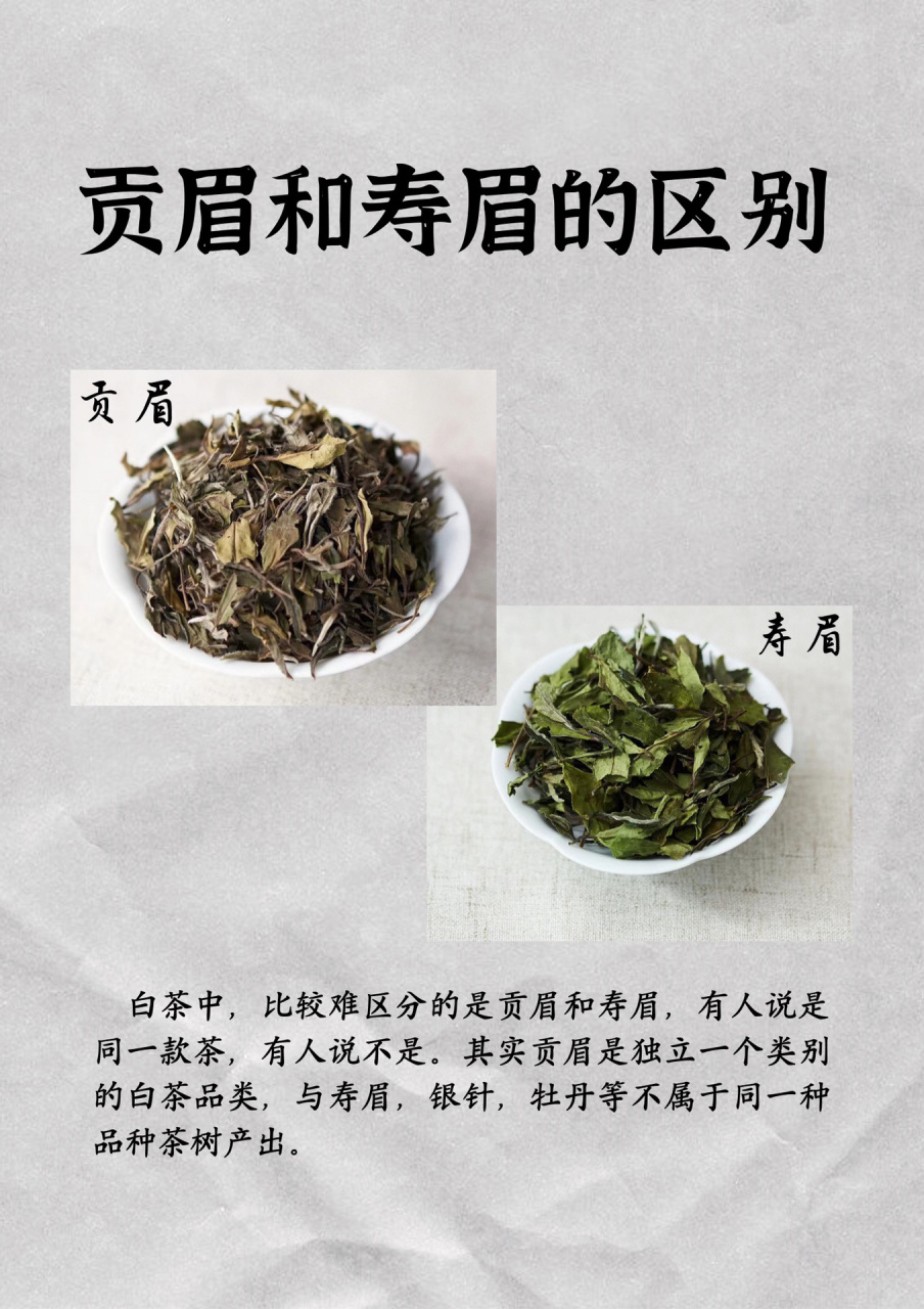 寿眉白茶功效图片