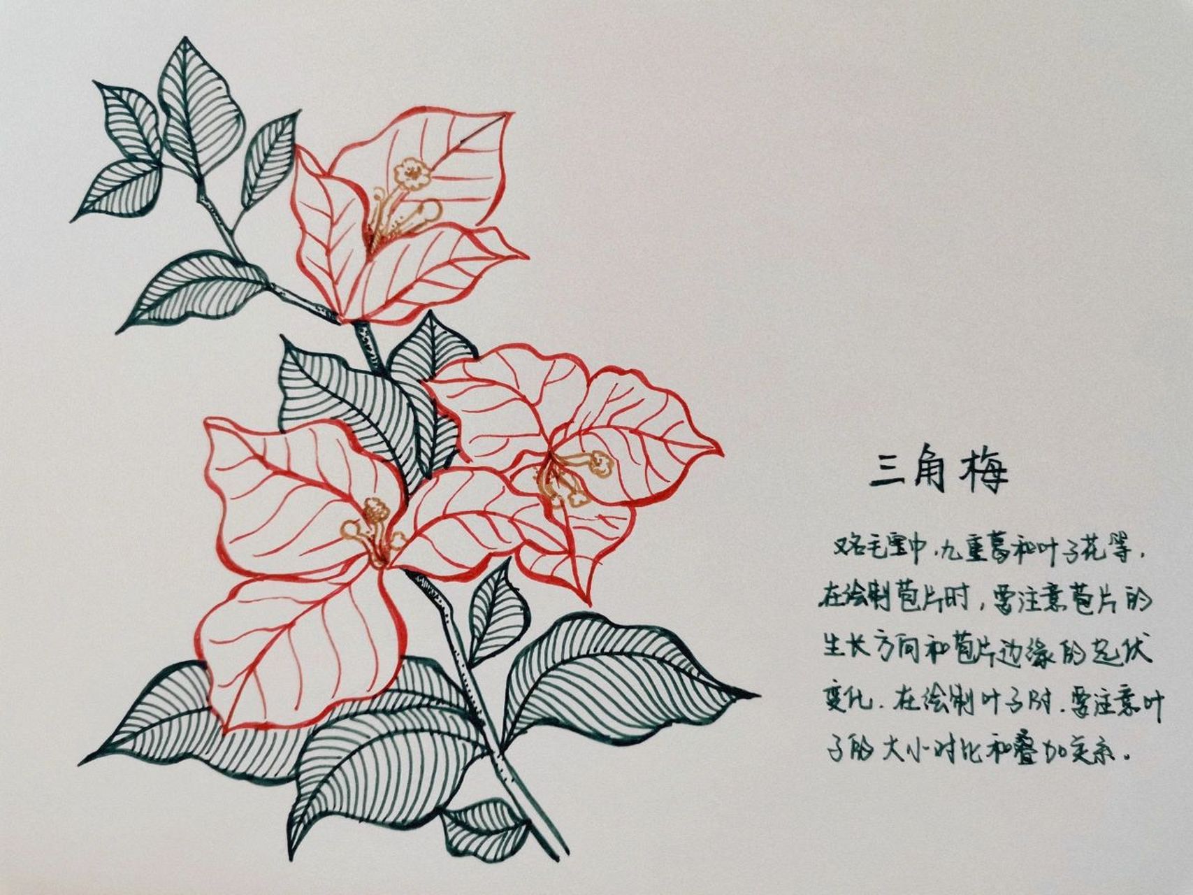 手绘花朵——三角梅(附上步骤图) 手绘花朵——三角梅(附上步骤图)