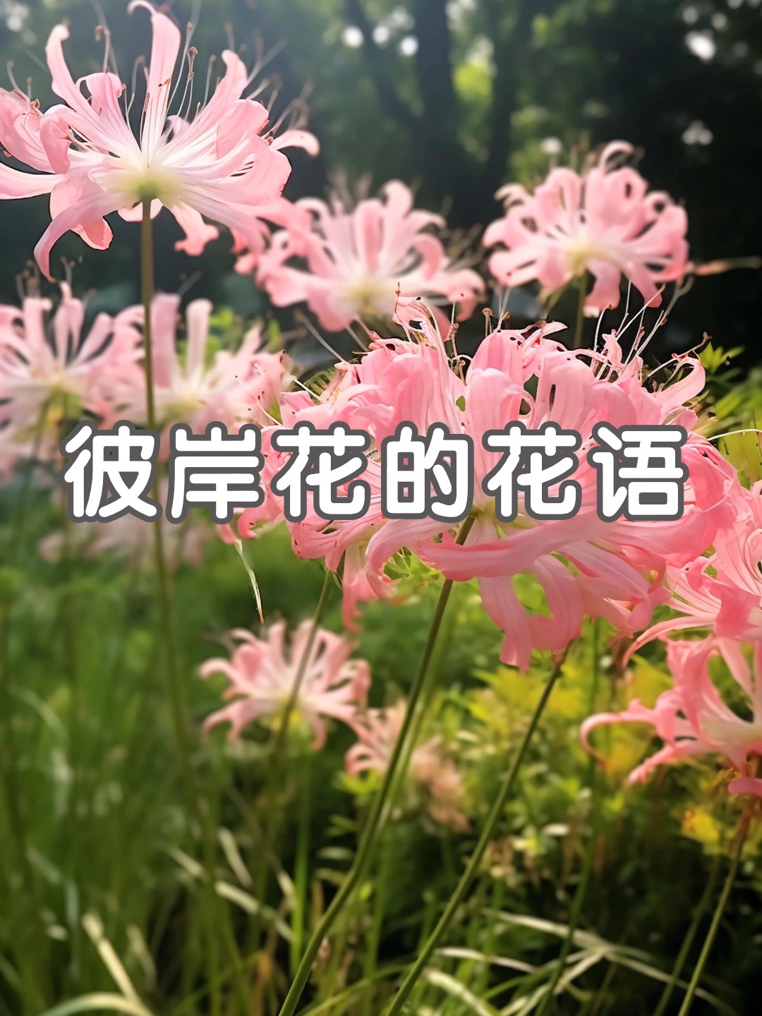 彼岸花的花语