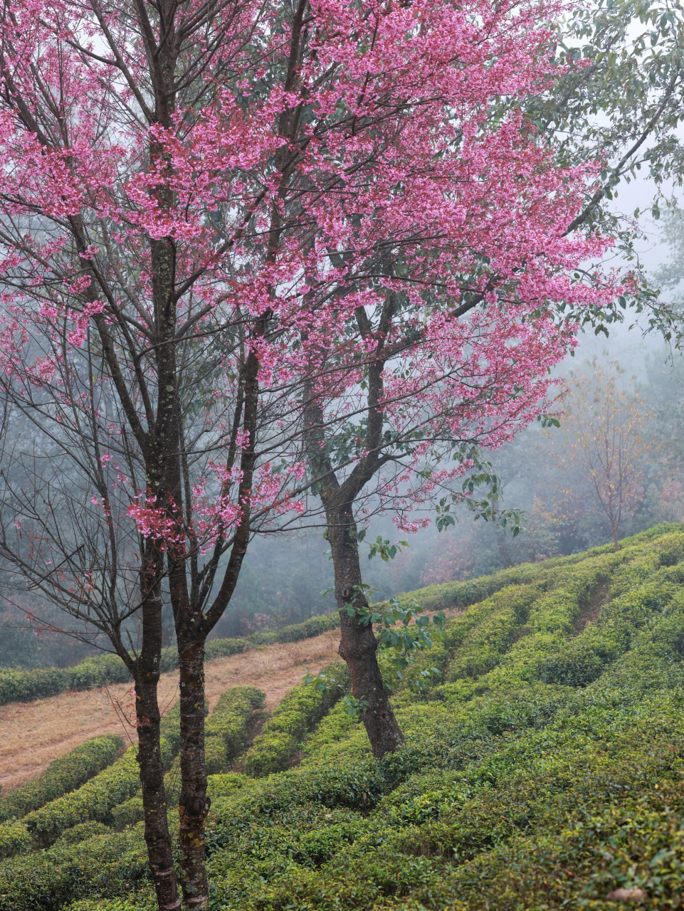 大理冬樱花开了!又是一年赏花的好时候.