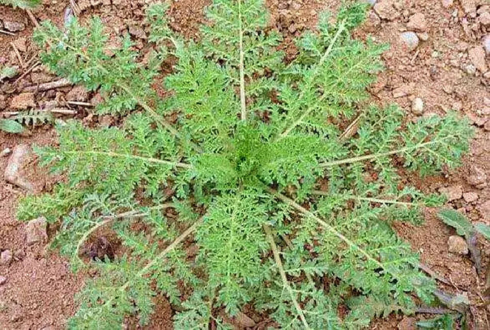 认识一种田间野菜～米蒿蒿 米米蒿的功效与作用 1,清热解毒 米米蒿是