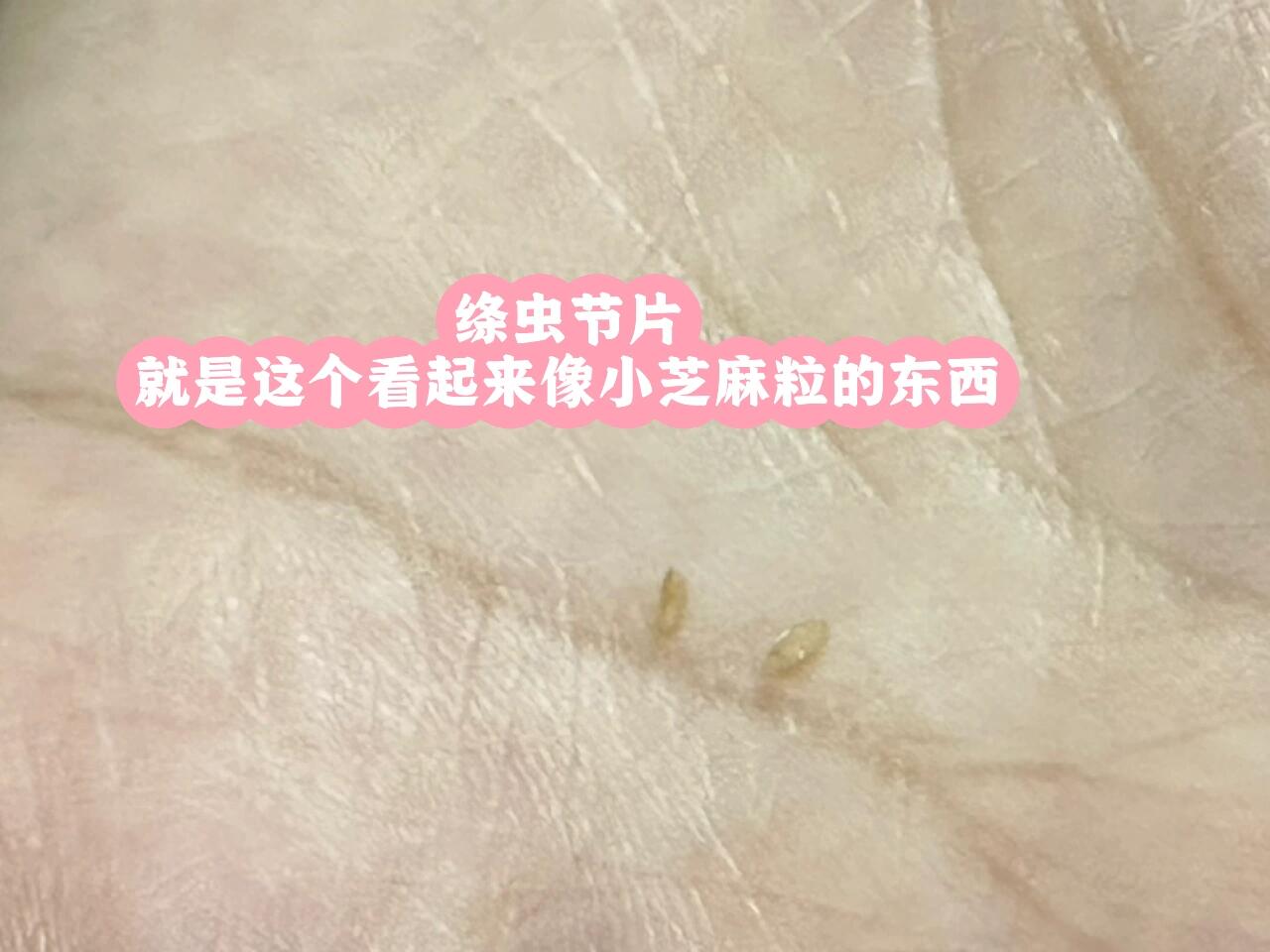 7515环境信号:如果在小猫经常呆的地方,如床上,沙发上捡到米白色"