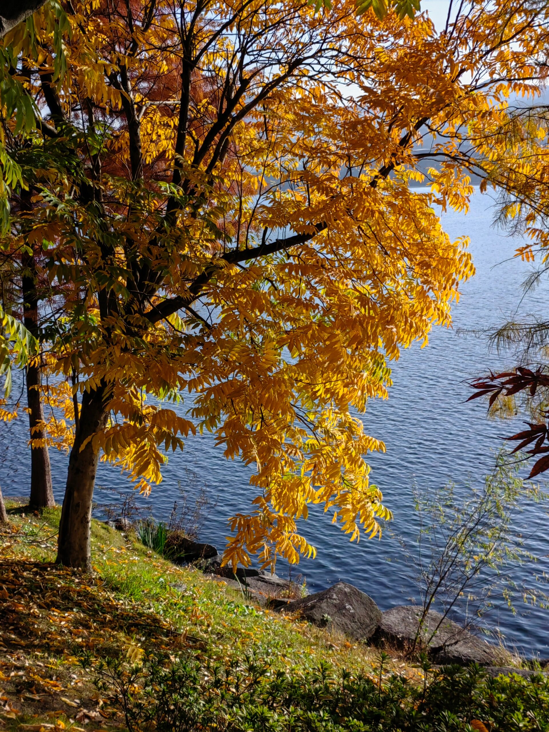 打卡位置:水杉在钱王路上,靠近长江路口.