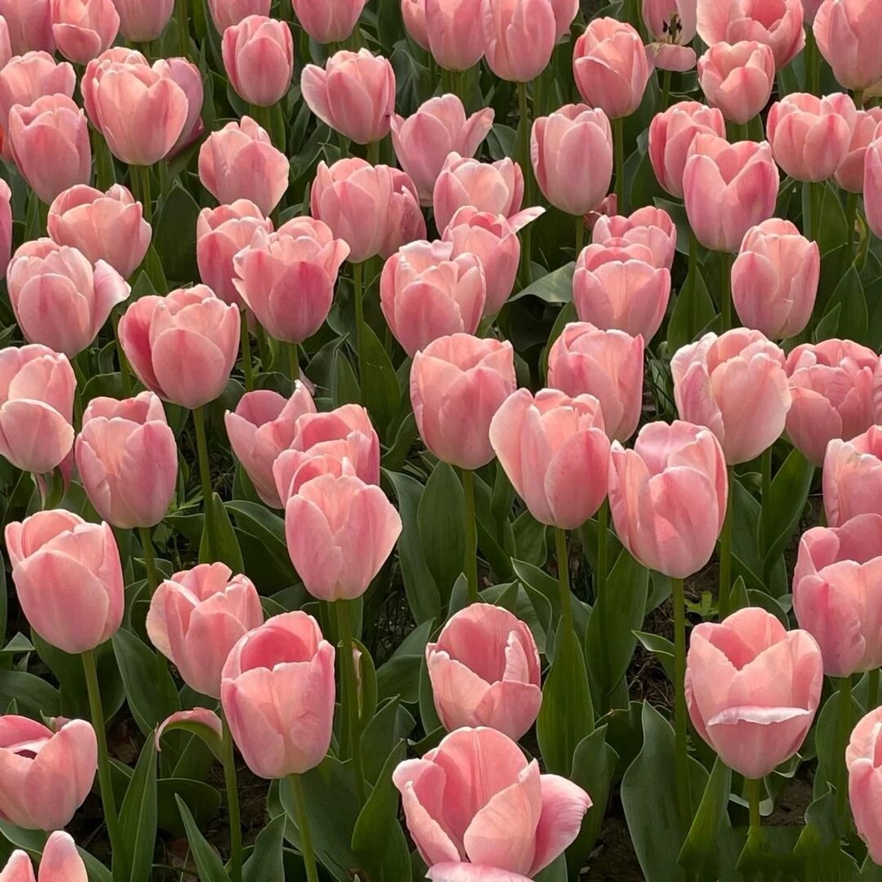 超全郁金香粉色系女头合集 超全郁金香粉色系女头合集