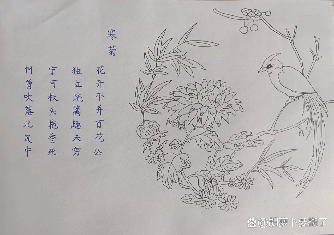 古诗《寒菊》宋 郑思肖 手绘