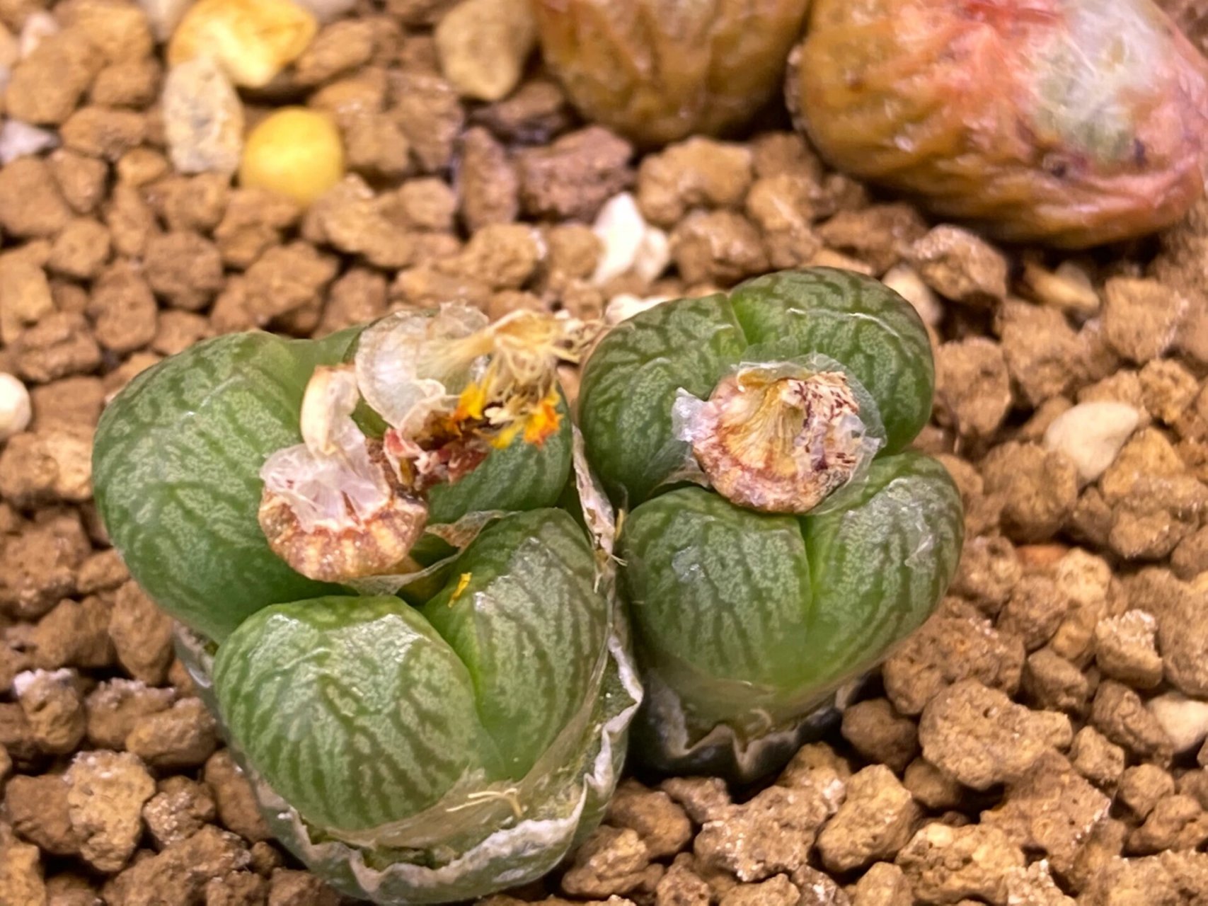 送奶工肉锥,多肉植物 送奶工肉锥,体型大,纹路流畅,确实漂亮