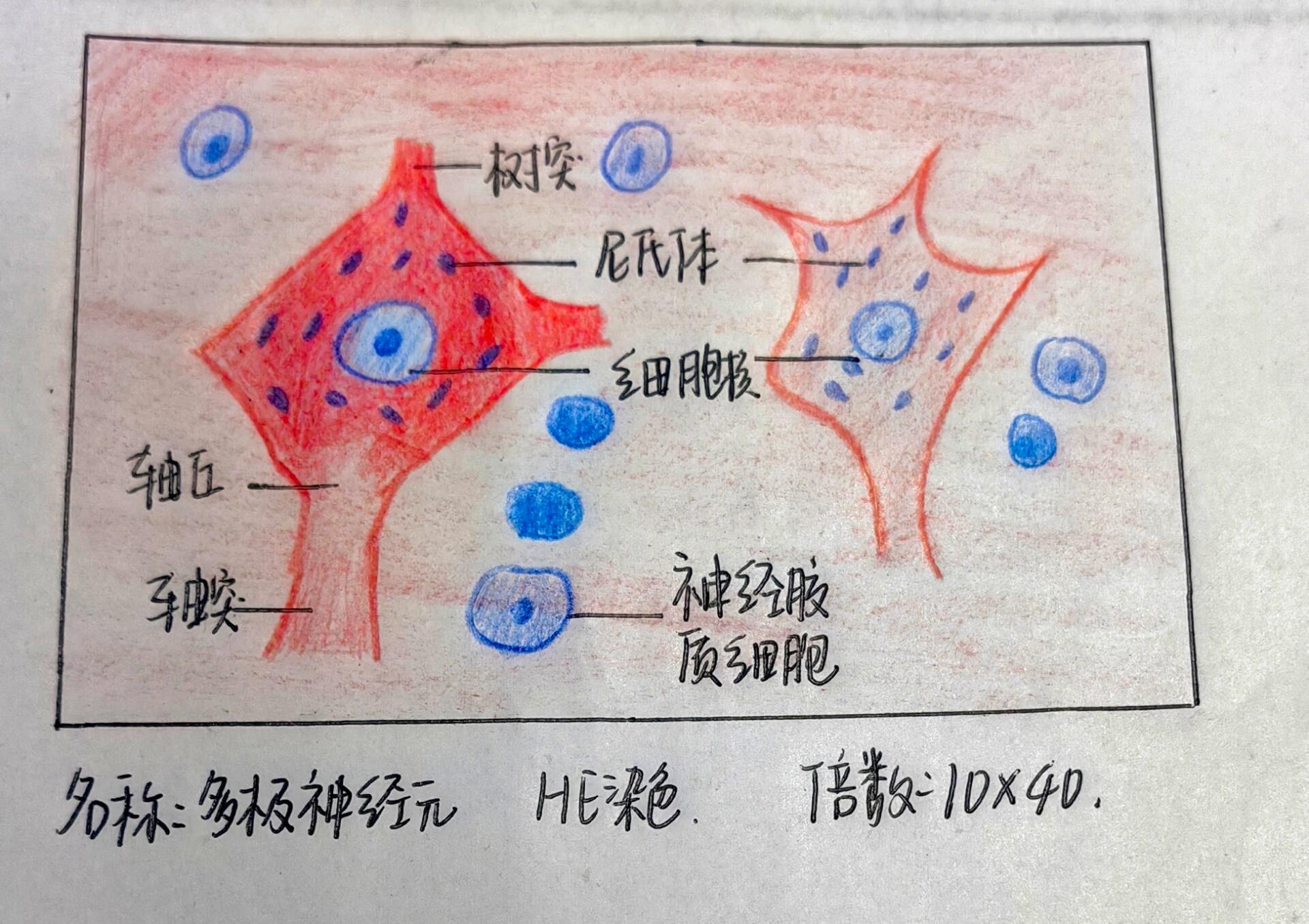 神经细胞结构图手绘图图片