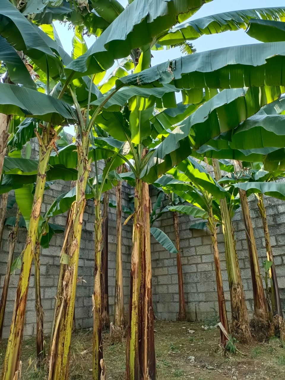 芭蕉树在冬天依然挺拔 今天有点小太阳,看到坚强的热带树居然生命盎然