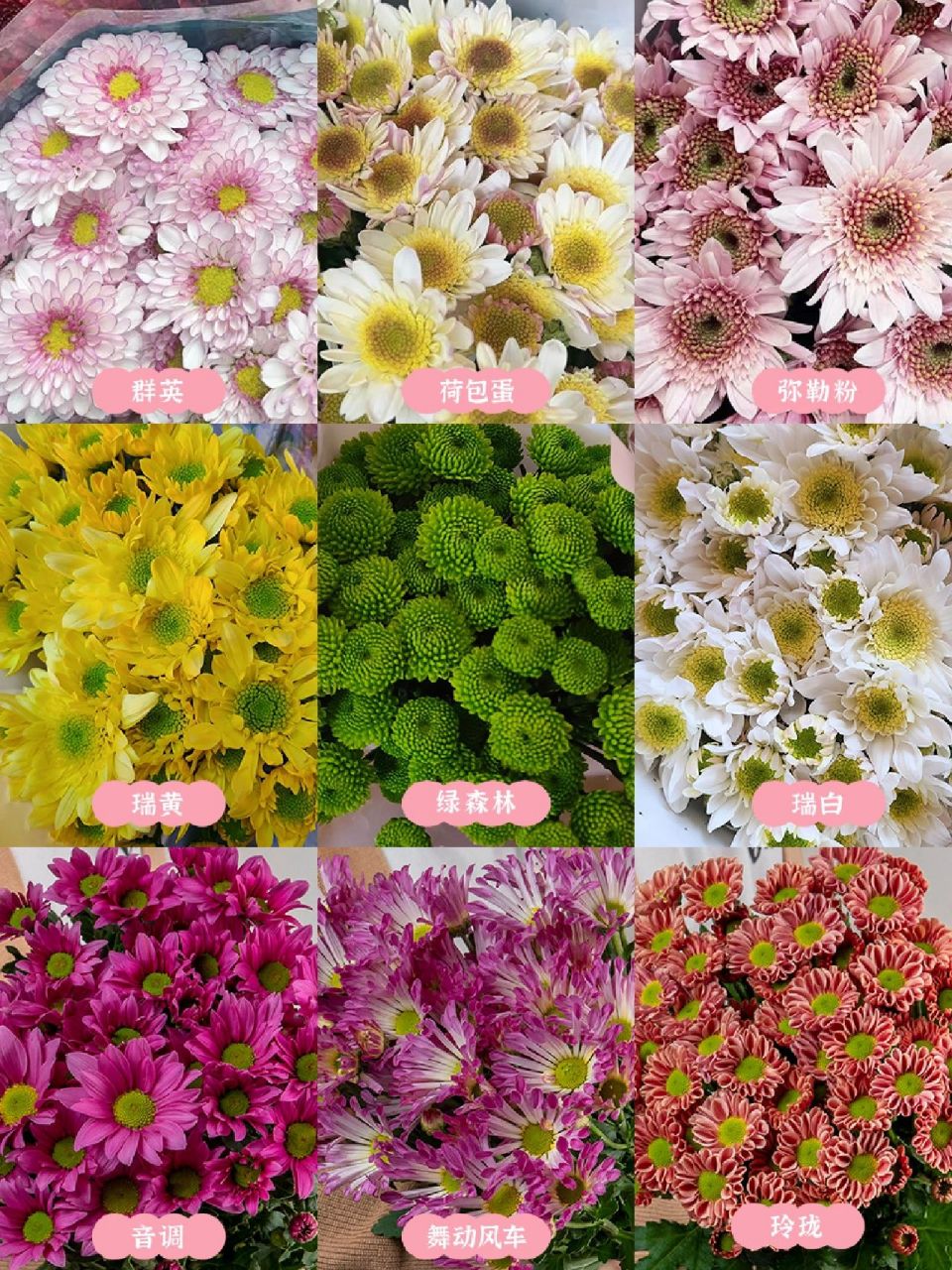 雏菊品种介绍及图片图片