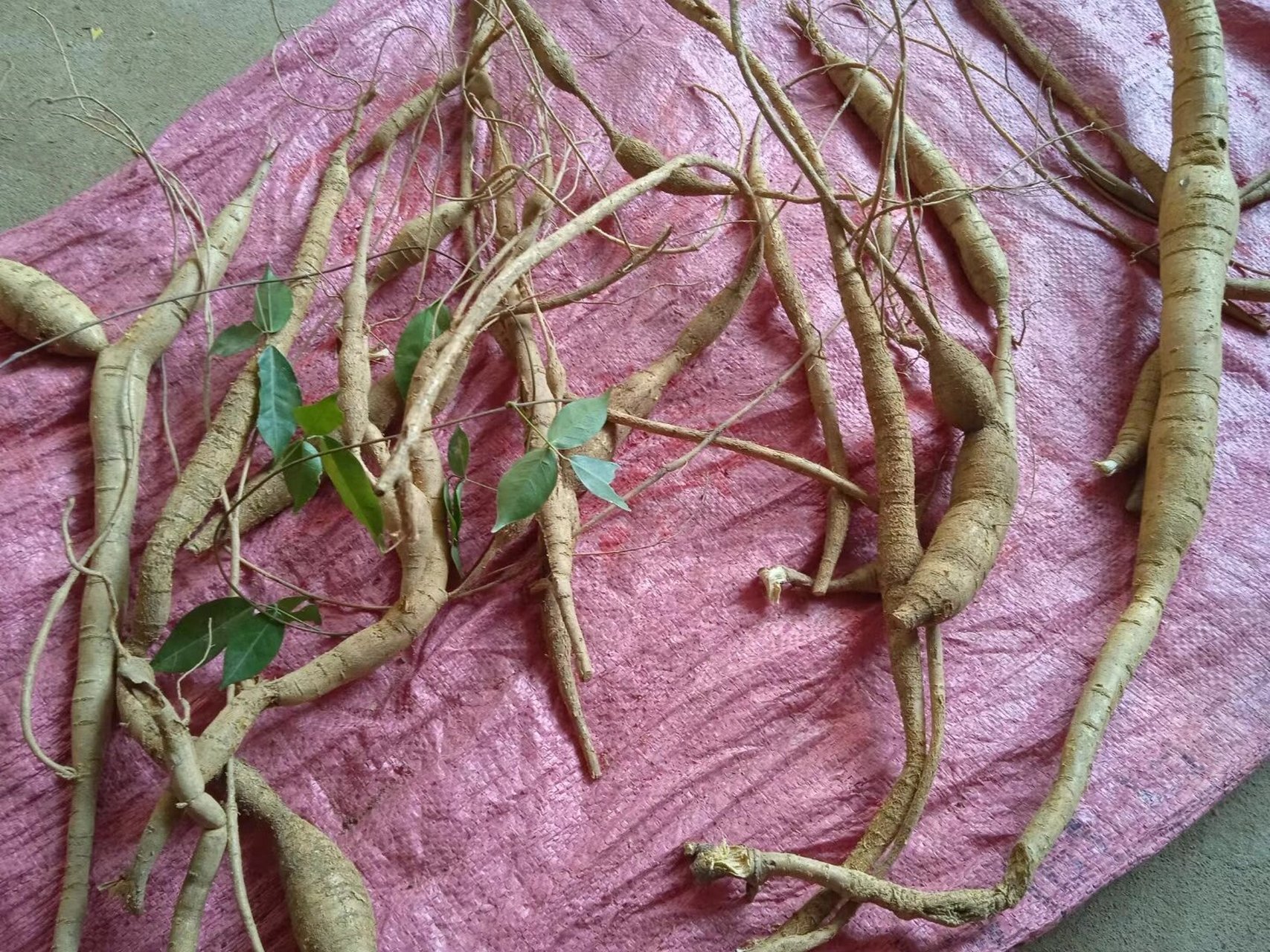 小叶牛大力(38)本土原生中草药材