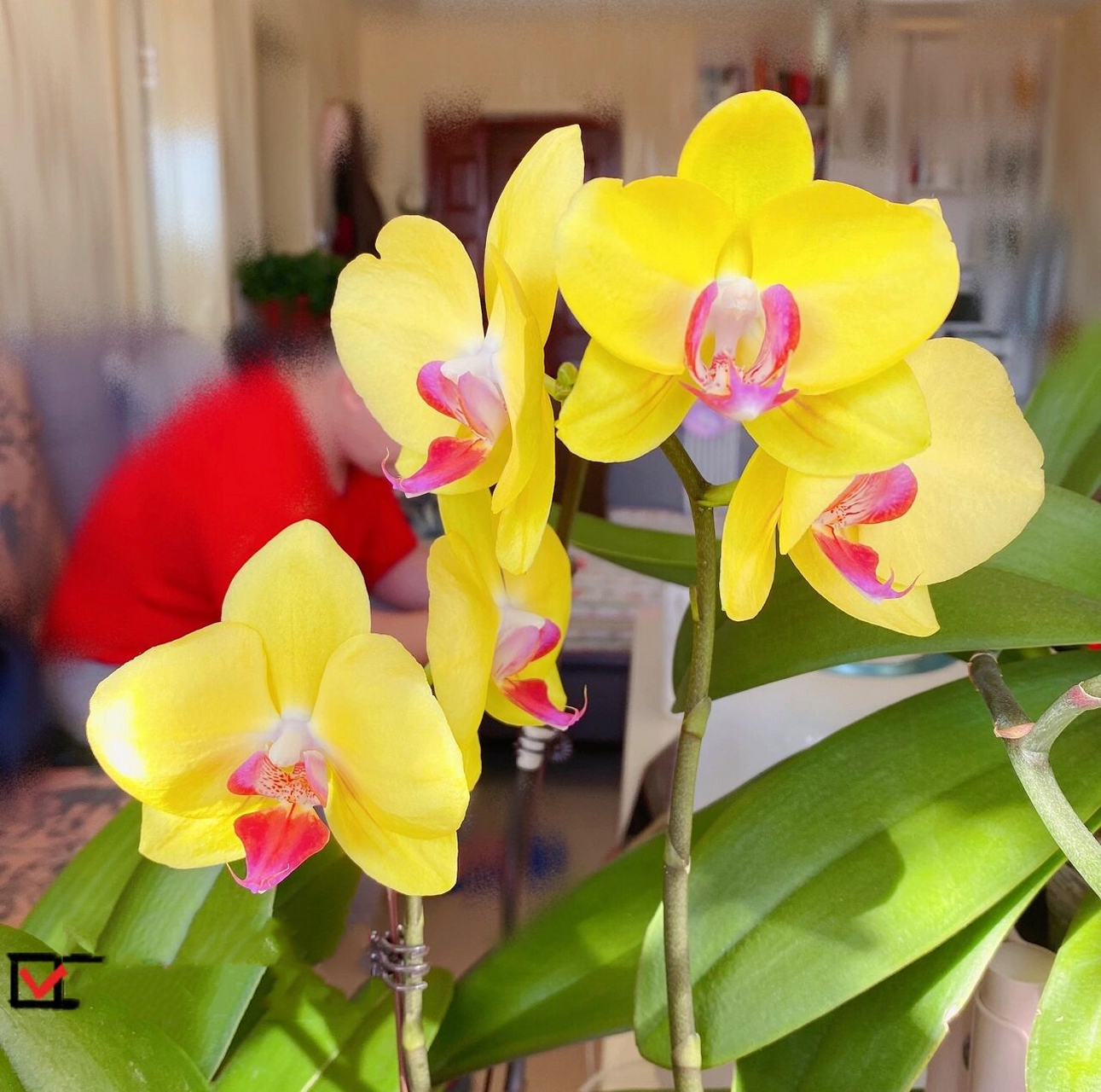 蝴蝶兰 富乐夕阳 9/27/2021:3寸杯,根很粗很多,这几天长了几个小花苞.