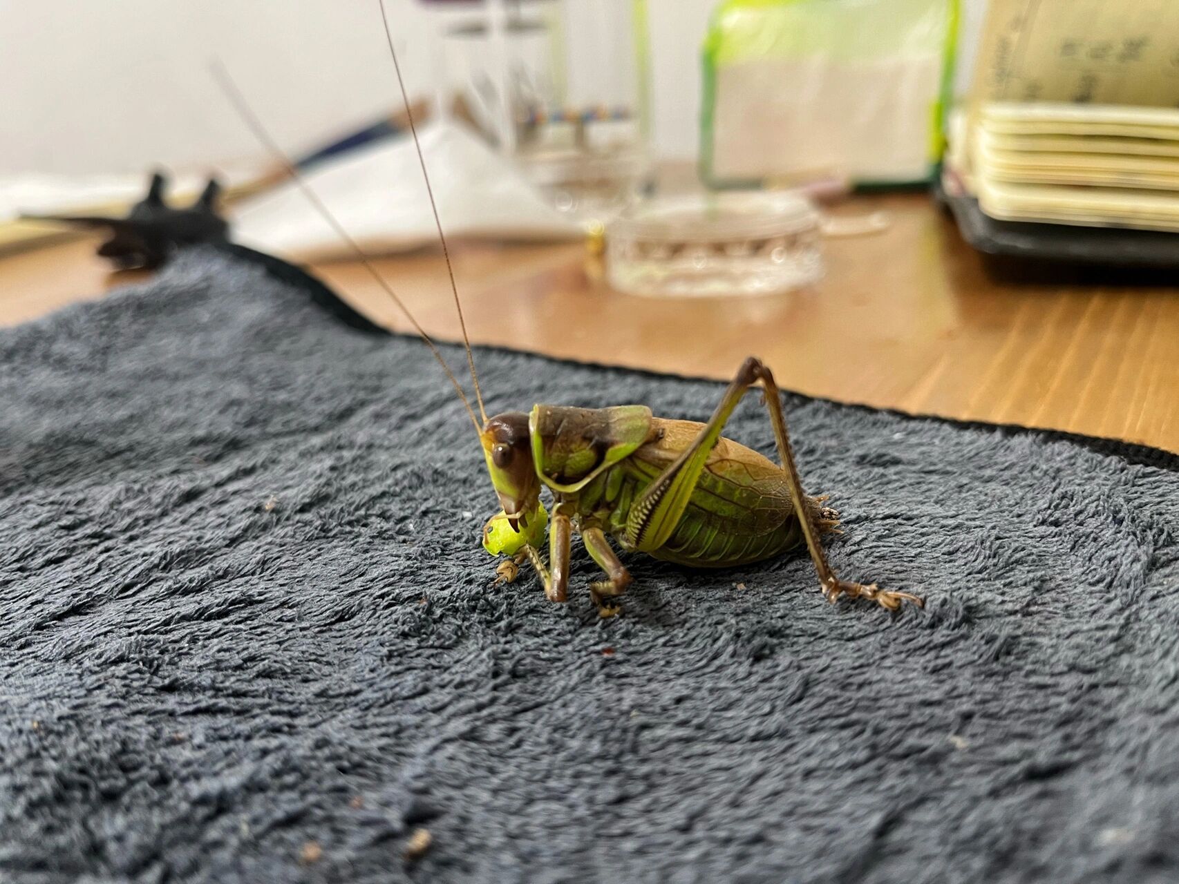 给蝈蝈投食 给小家伙们投食 之前一直是胡萝卜 红