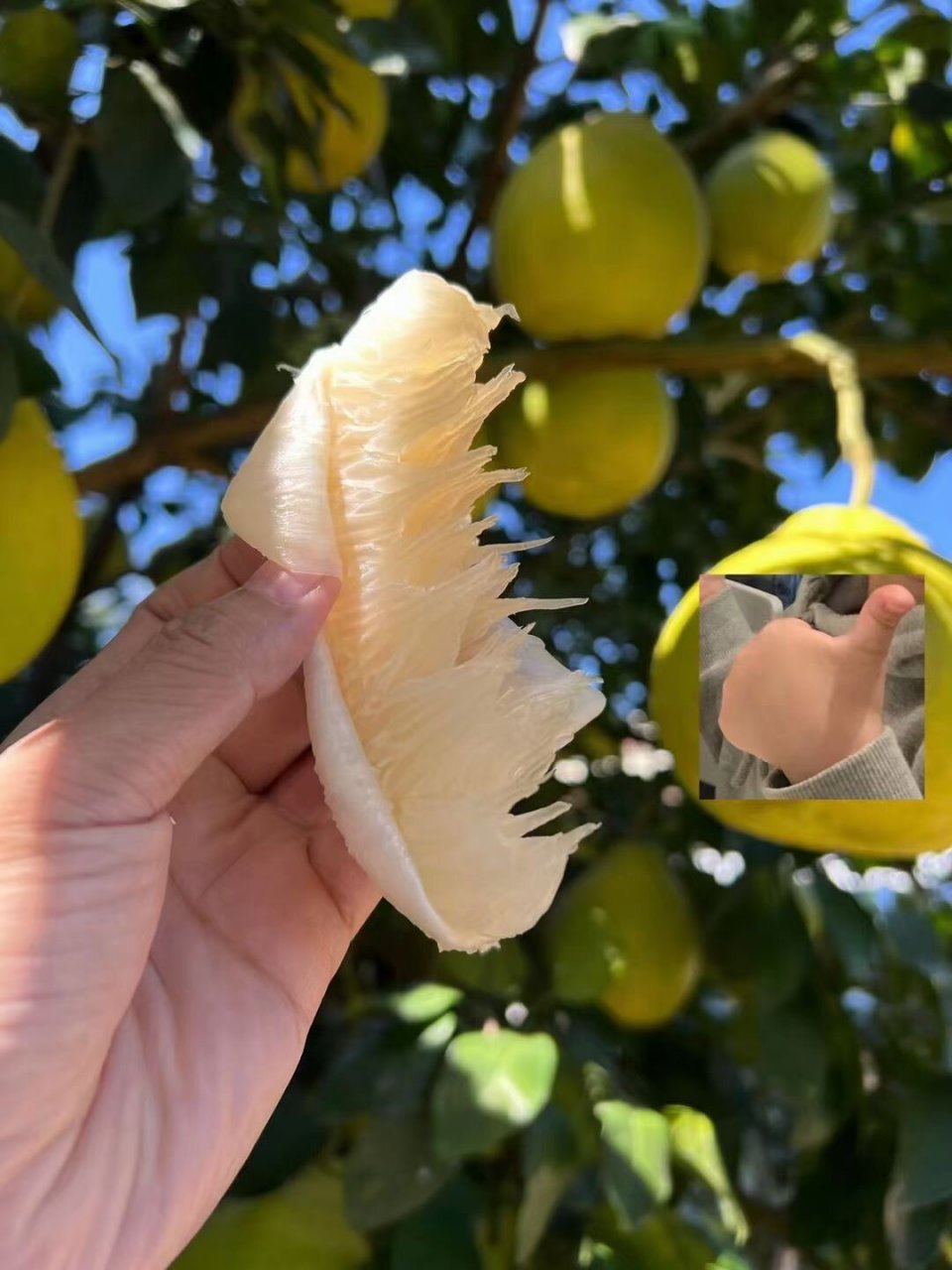 日本香柚种植基地图片