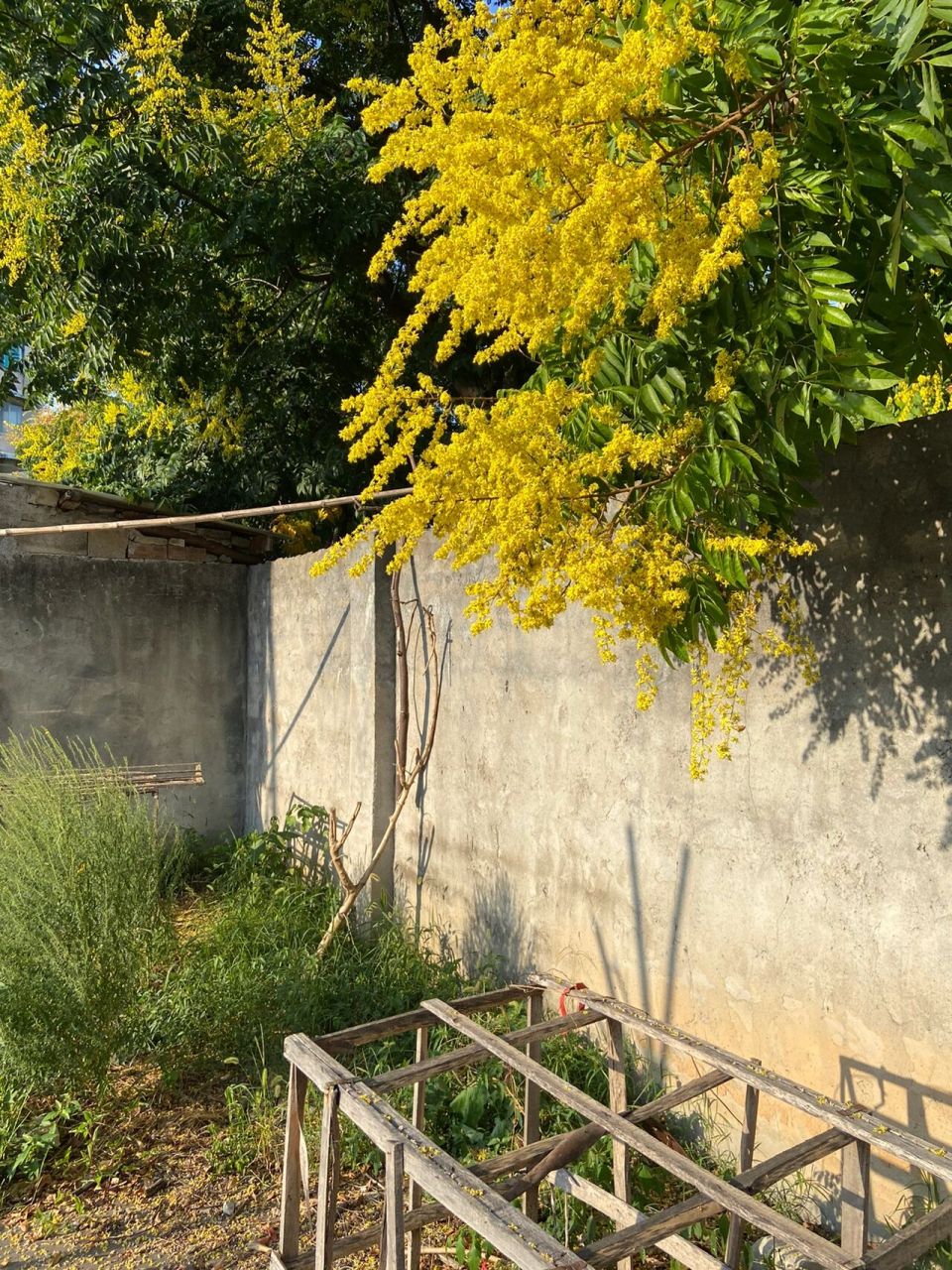 九月开出一串串黄花的是什么行道树?