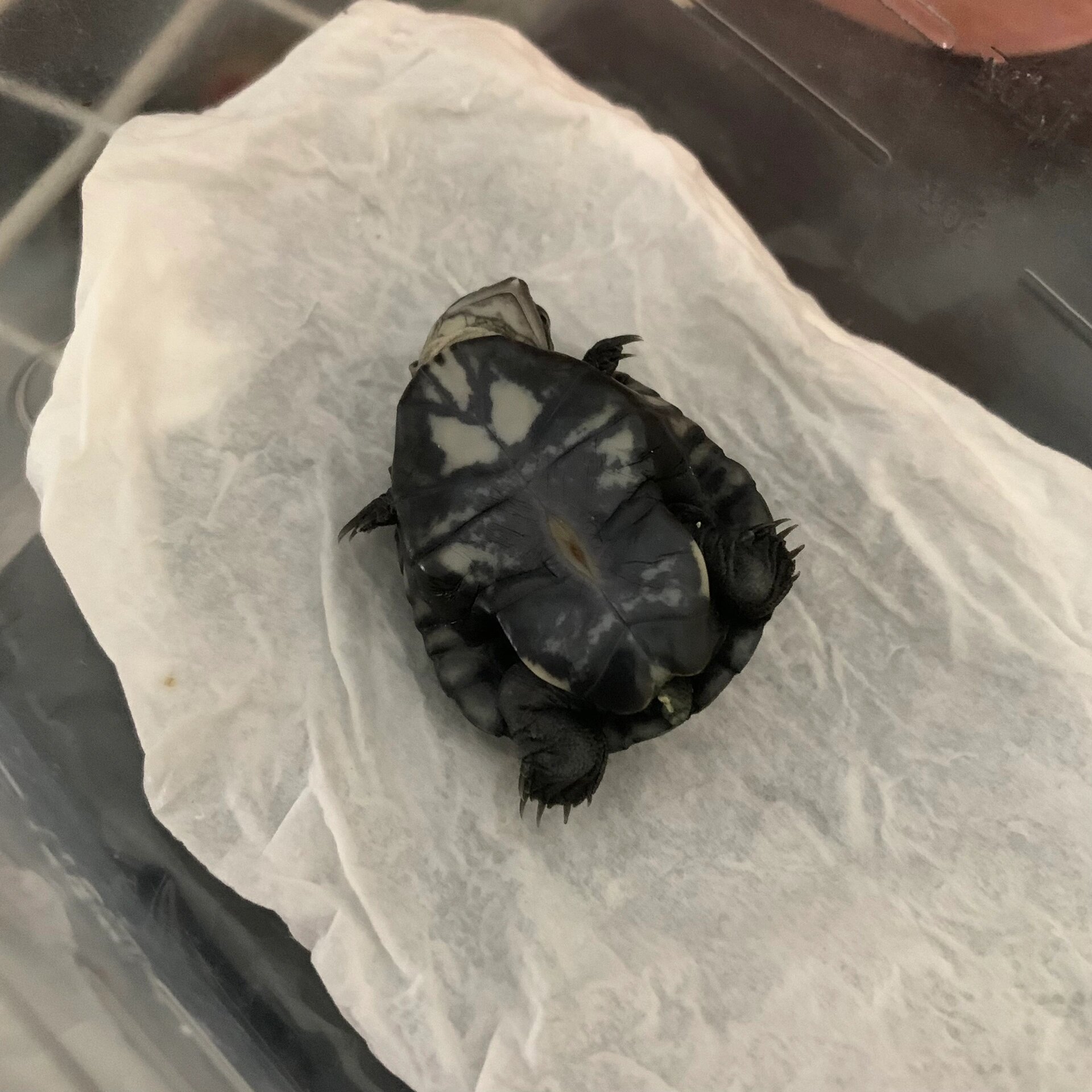 以前用蛭石收脐带觉得很慢,而且龟也钻得很脏.