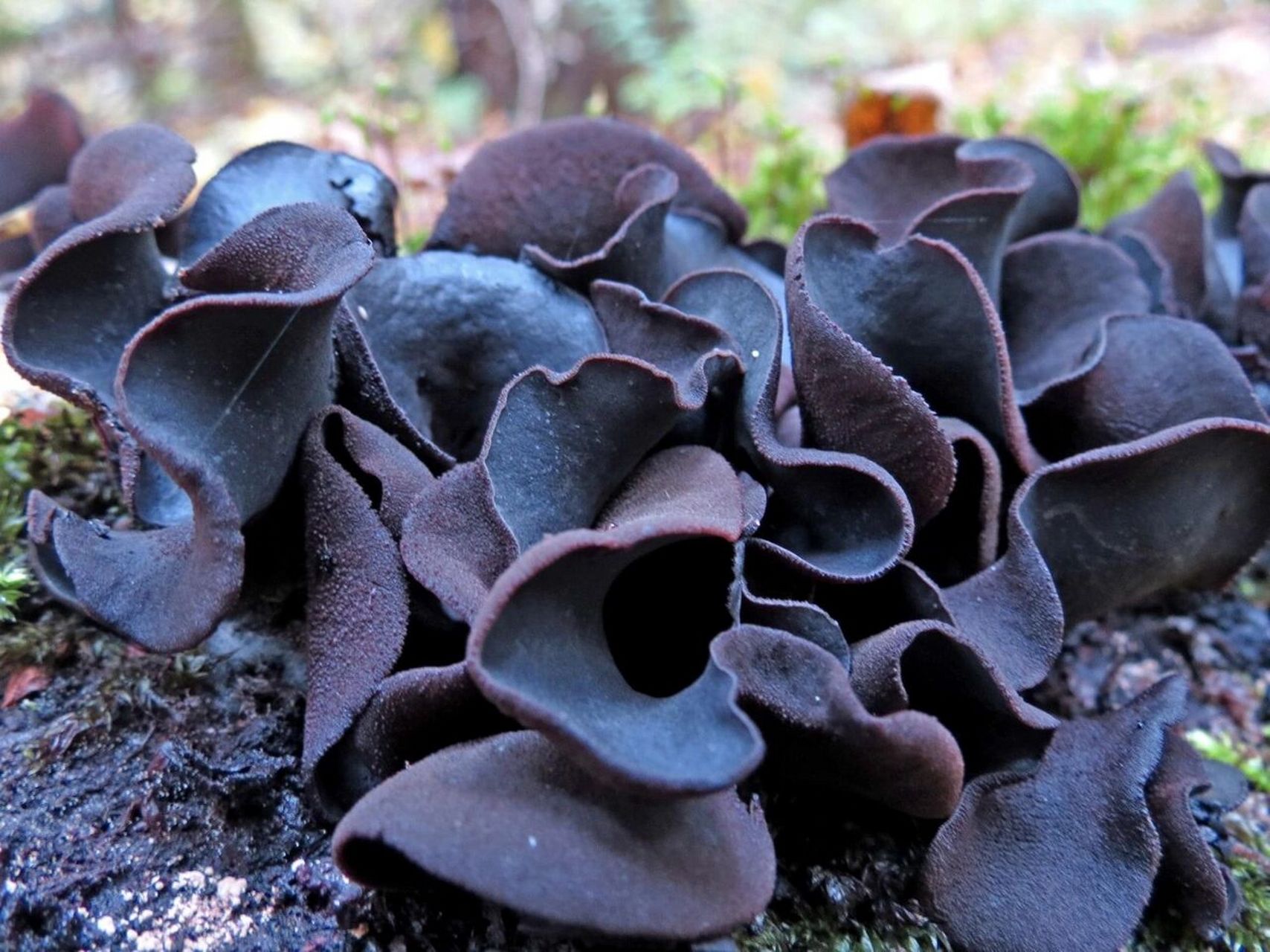 容易和木耳混淆的毒蘑菇一 学名:lonomidotis frondosa叶状耳盘菌