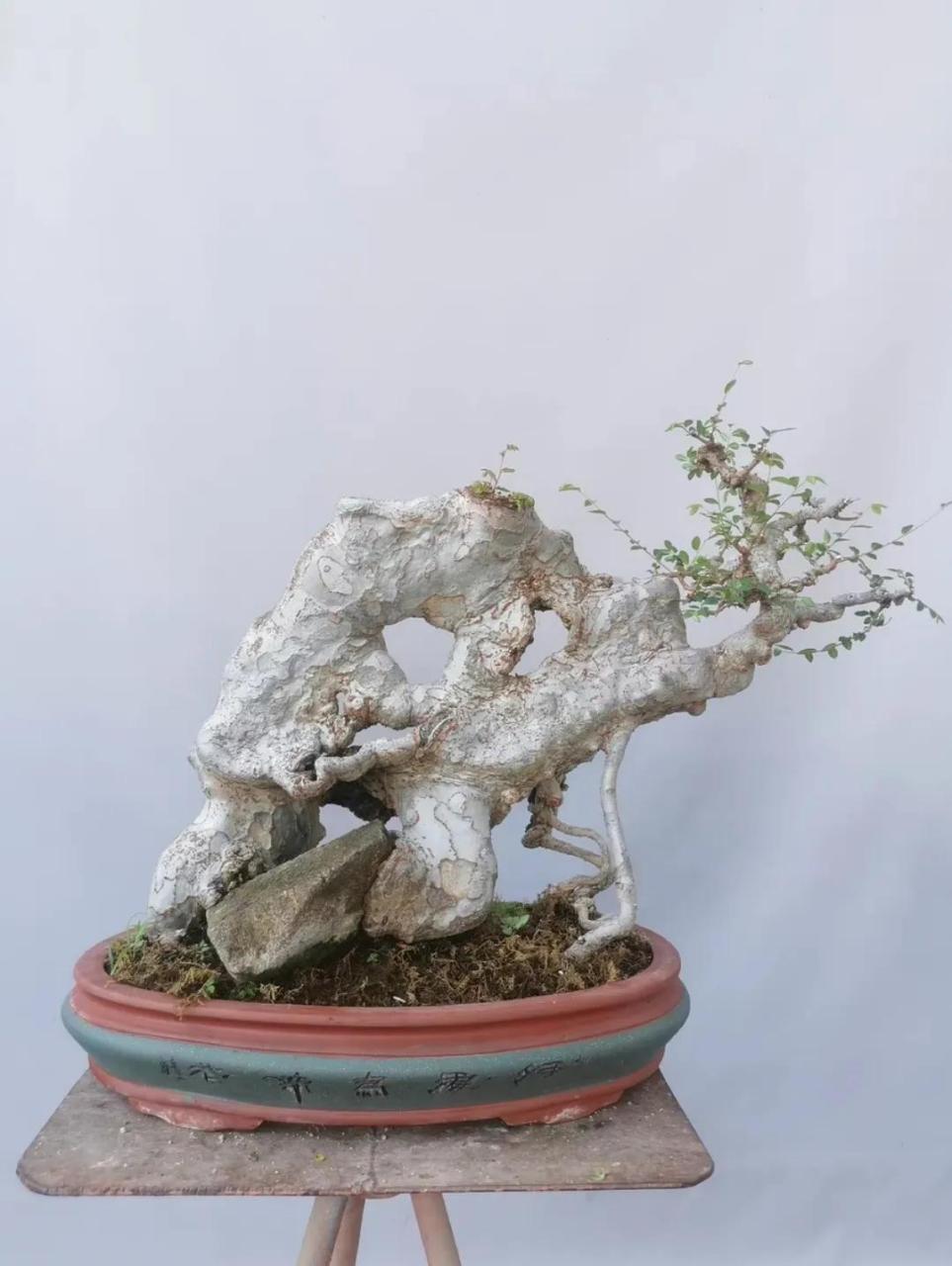 盆景怪桩,丑到极致便是美!老桩盆景分享