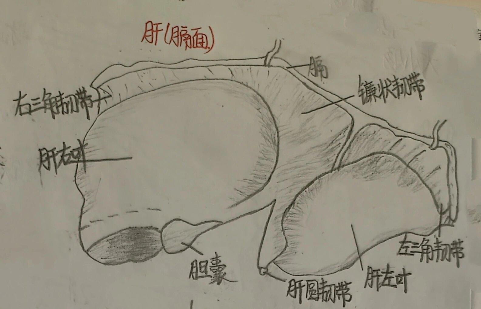 肝的膈面和脏面手绘图图片