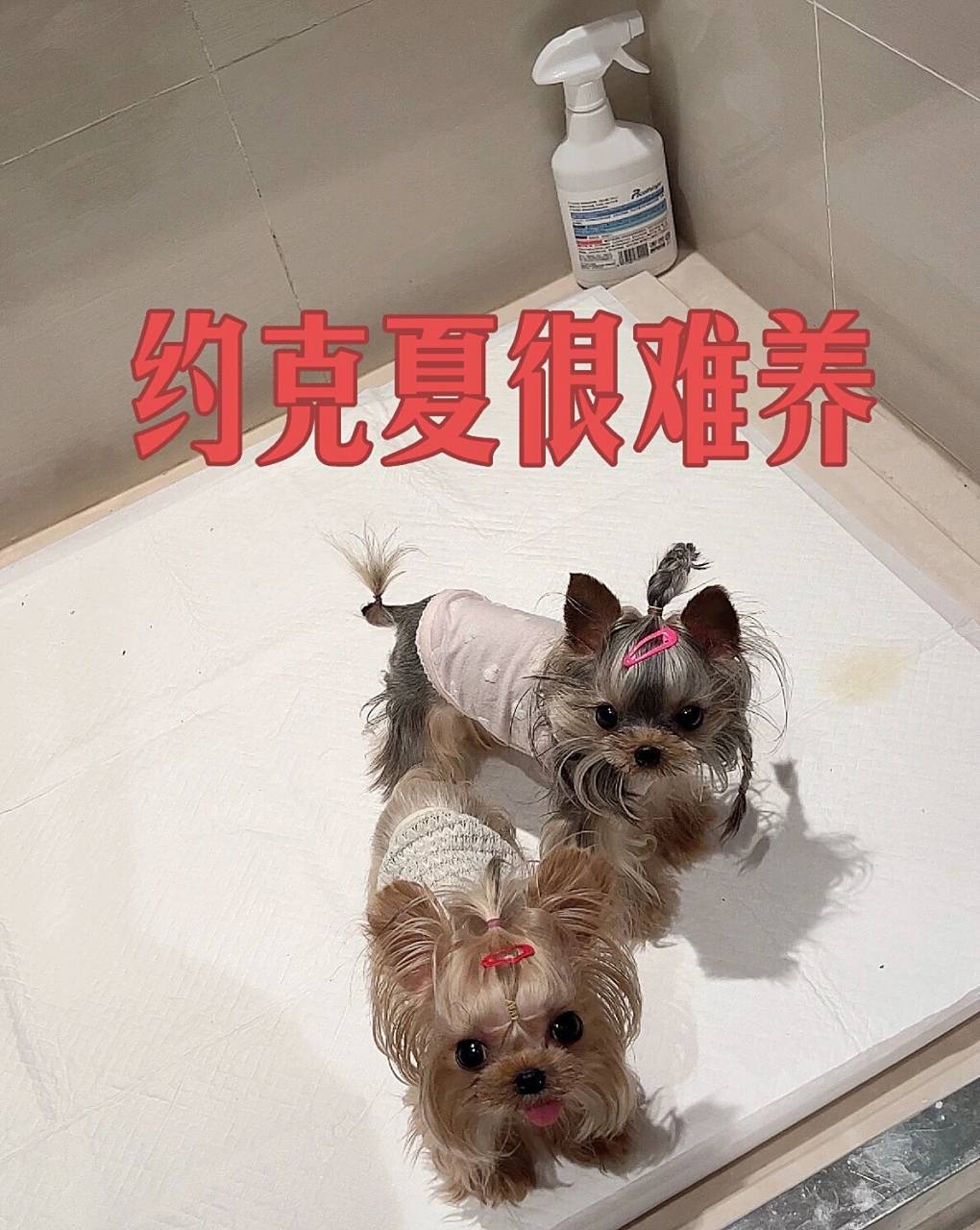 超小体约克夏好养吗?怎么养?