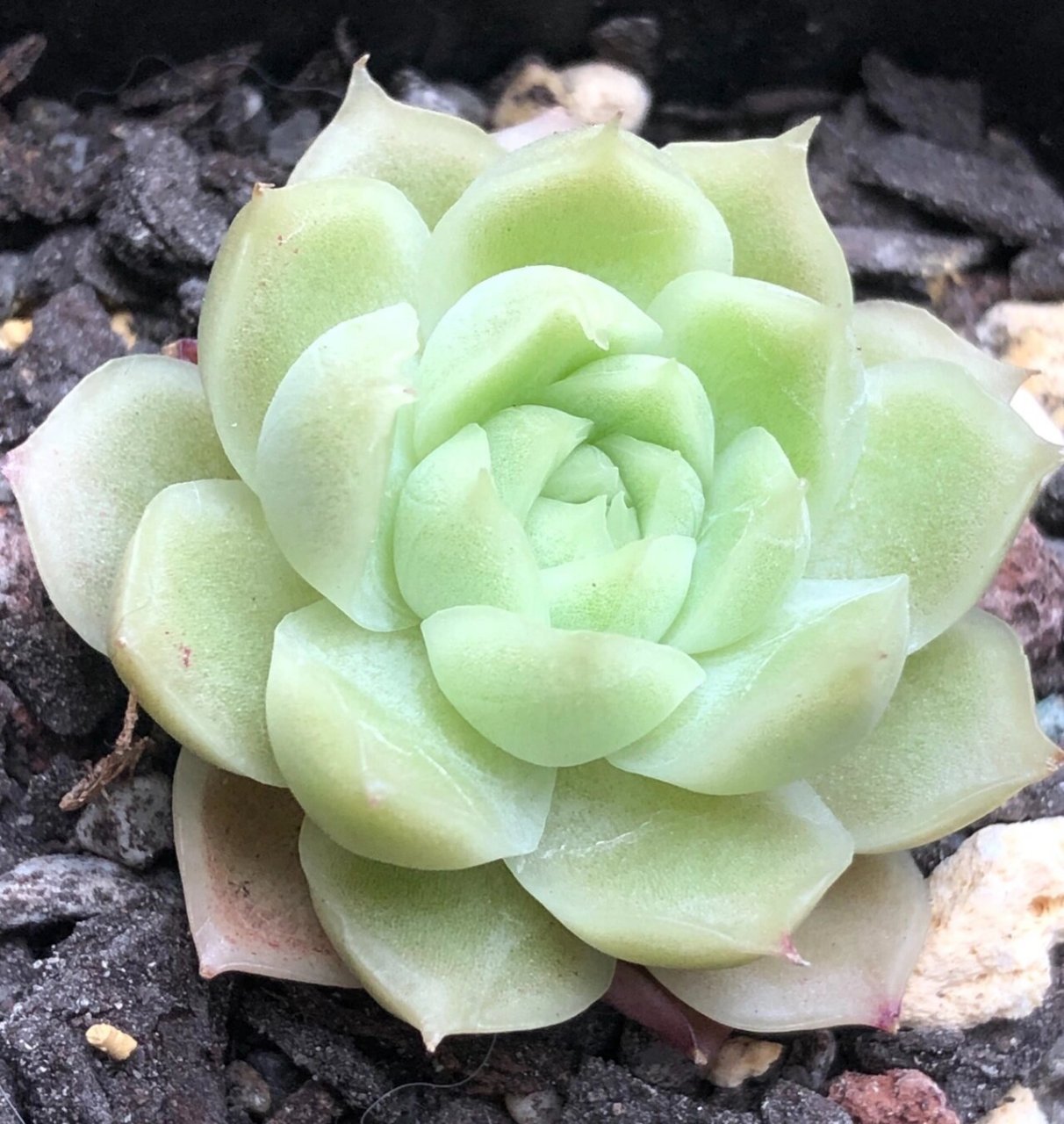 100颗麦杆就有100种不同的美06 多肉的魅力可能往往展现在个体的